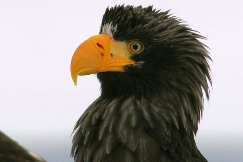 Stellar's sea eagle. This image is from Wild Russia. [Photo of the day - March 2012]