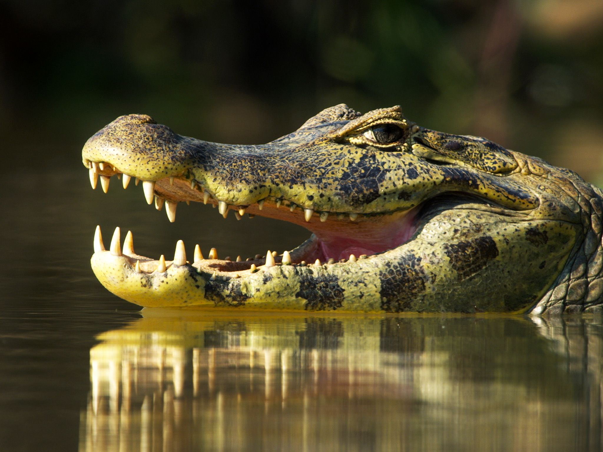 Pantanal, Brazil:  CU of Caiman in the water. This image is from Jaguar vs. Croc. [Photo of the day - January 2018]