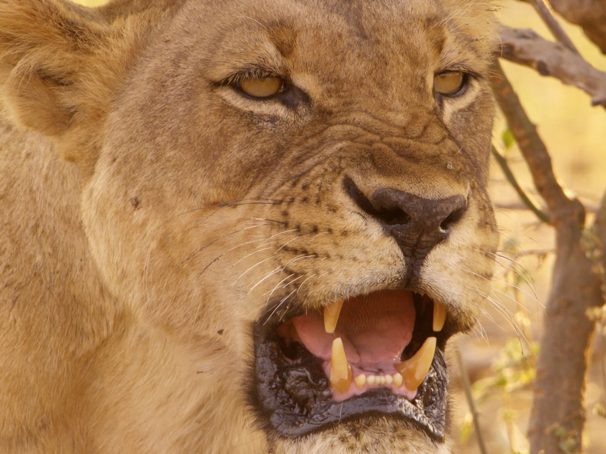 Lion growling.  This image is from Africa's Hunters. [Photo of the day - February 2018]