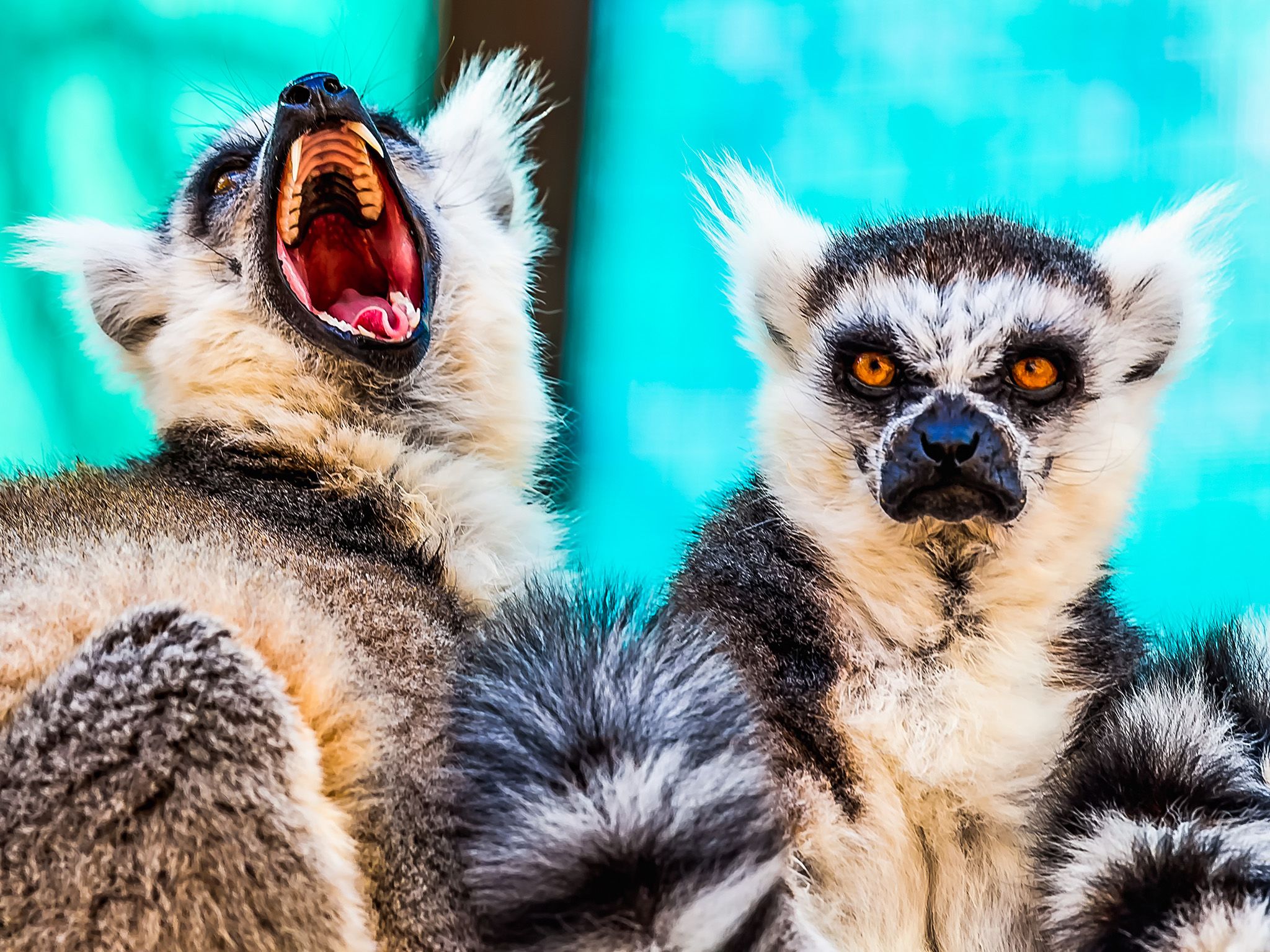 Angry lemurs:  ring tailed lemurs have recurved upper canine teeth used by both males and... [Photo of the day - February 2018]