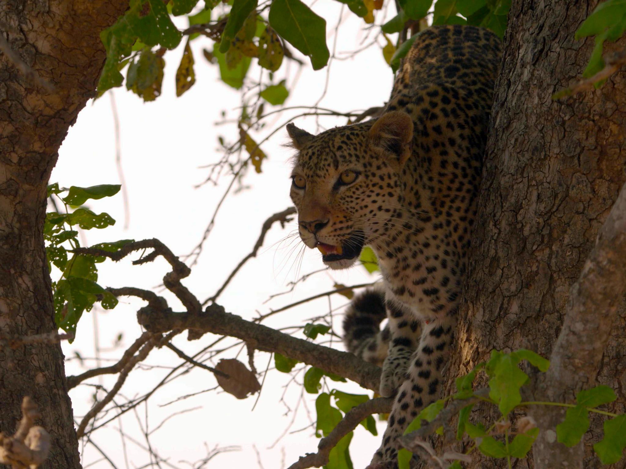 Male Leopard up on a branch. This image is from Africa's Hunters. [Photo of the day - February 2018]
