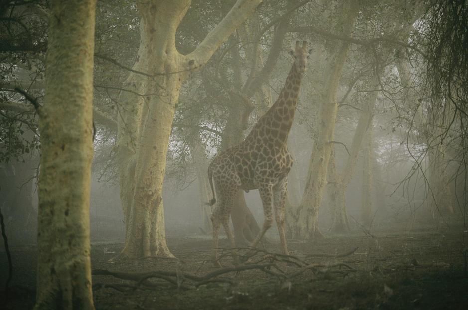 A giraffe stands in a misty forest in the Ndumu Game Reserve. South Africa. [Photo of the day - August 2011]
