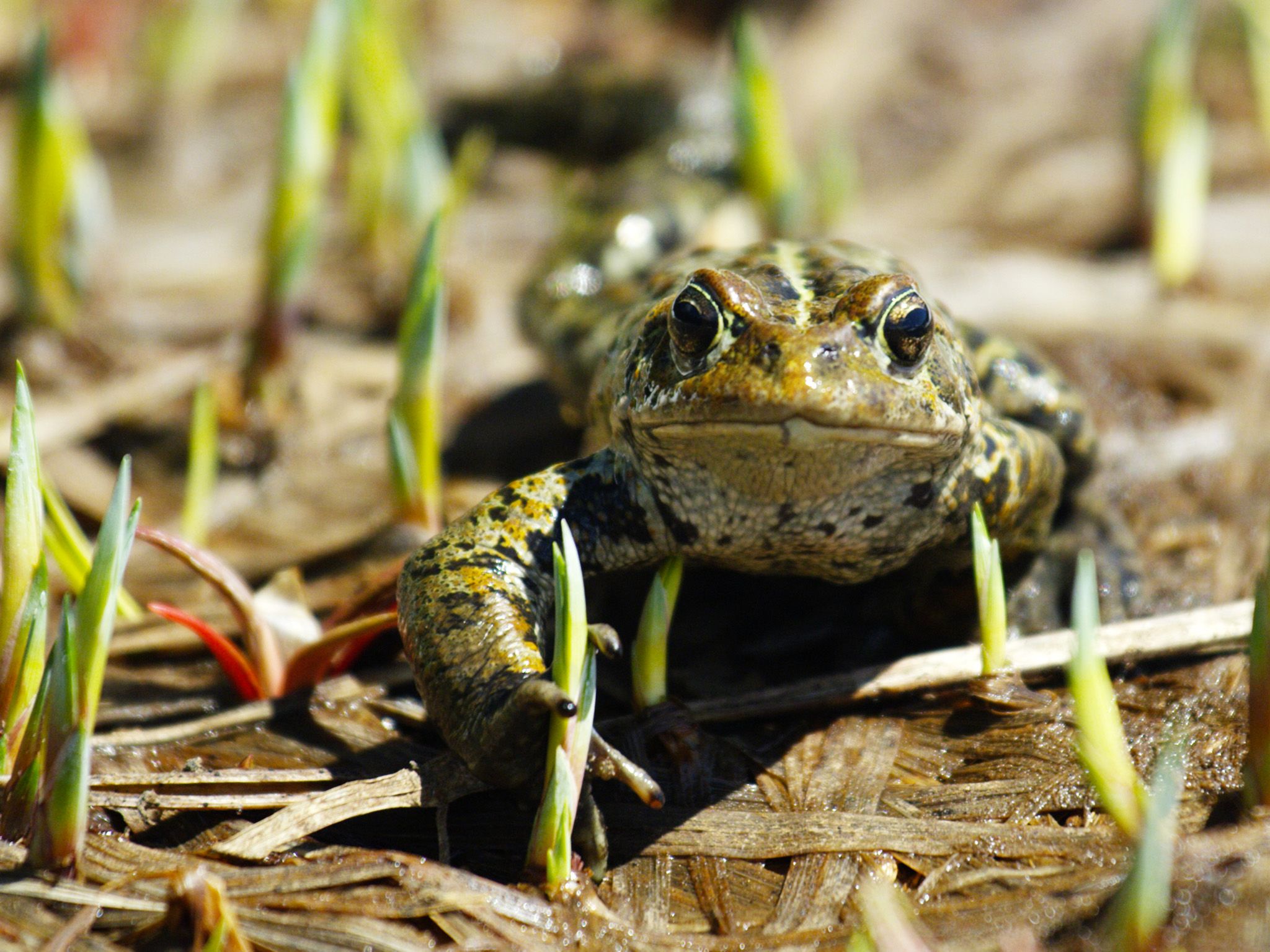 Mt Rainier National Park, WA:  A western toad.  This image is from America's Wild Frontier. [Photo of the day - March 2018]