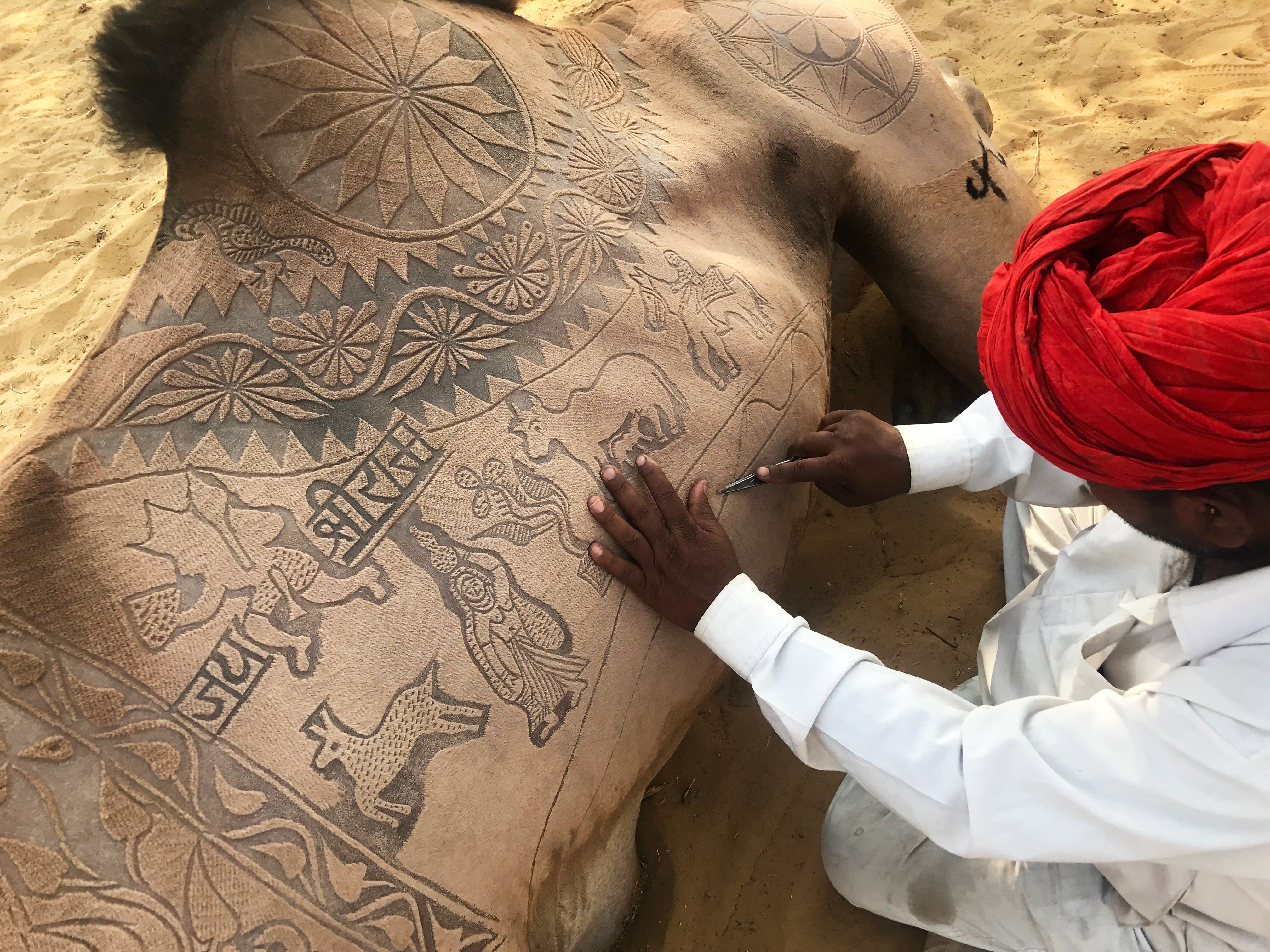 Pushkar, Rajasthan, India: Camel owners shave intricate and detailed patterns into the fur of... [Photo of the day - March 2018]