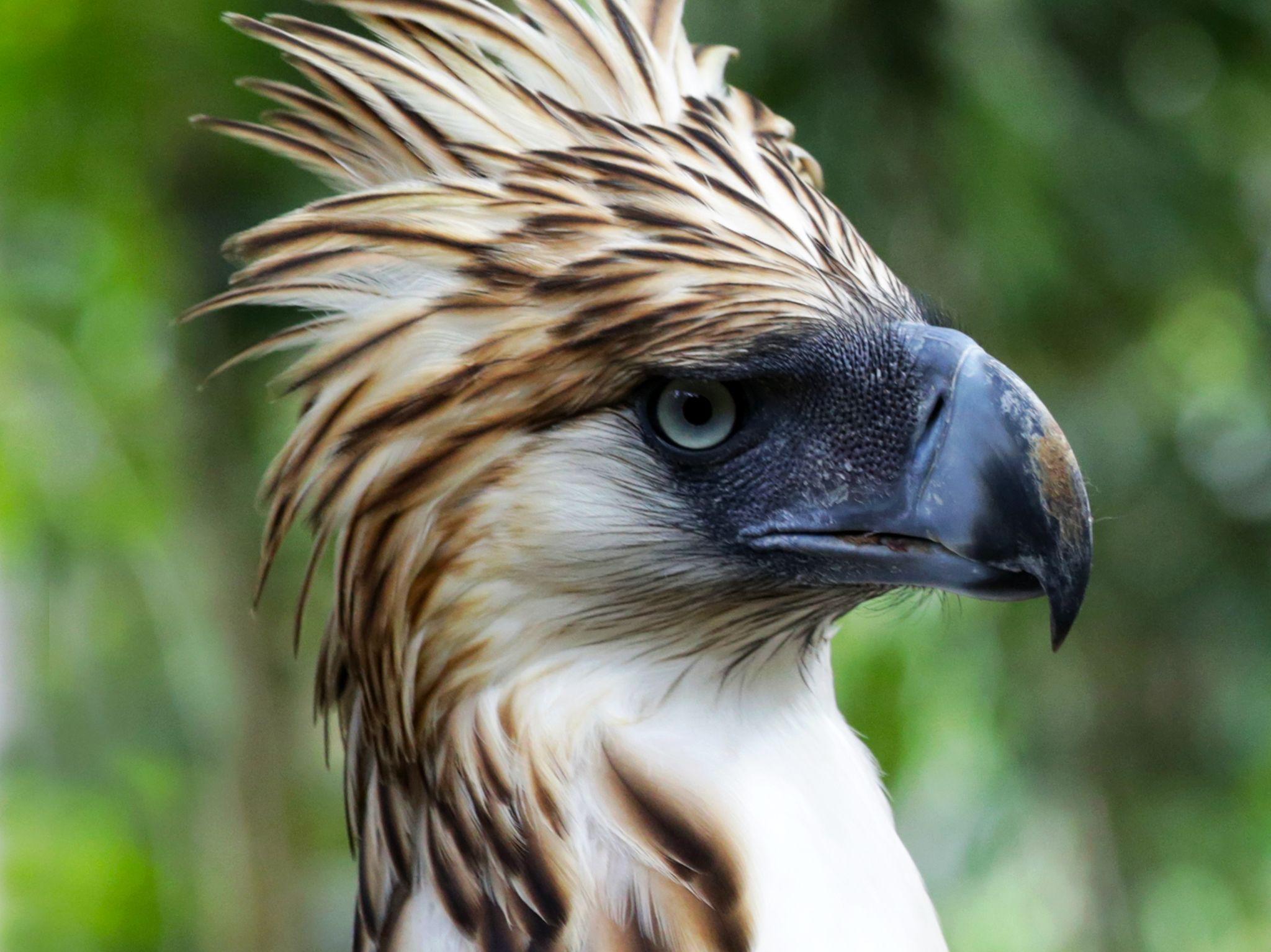 Davao City, Mindanao, Philippines:  Philippine eagle.  This image is from Untamed Philippines. [Photo of the day - March 2018]