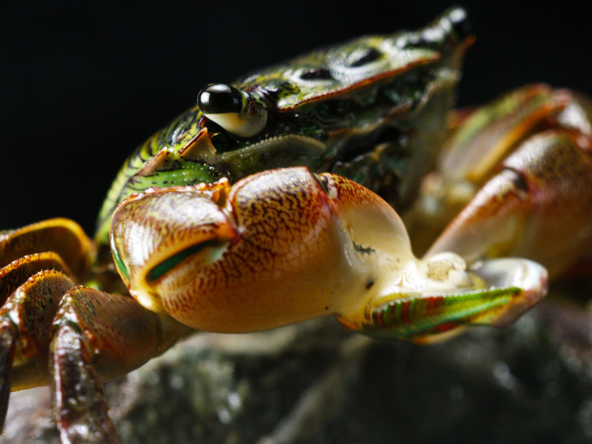 Elkhorn Slough, CA:  Lined Shore Crab devouring Abalone.  This image is from America's Wild... [Photo of the day - March 2018]