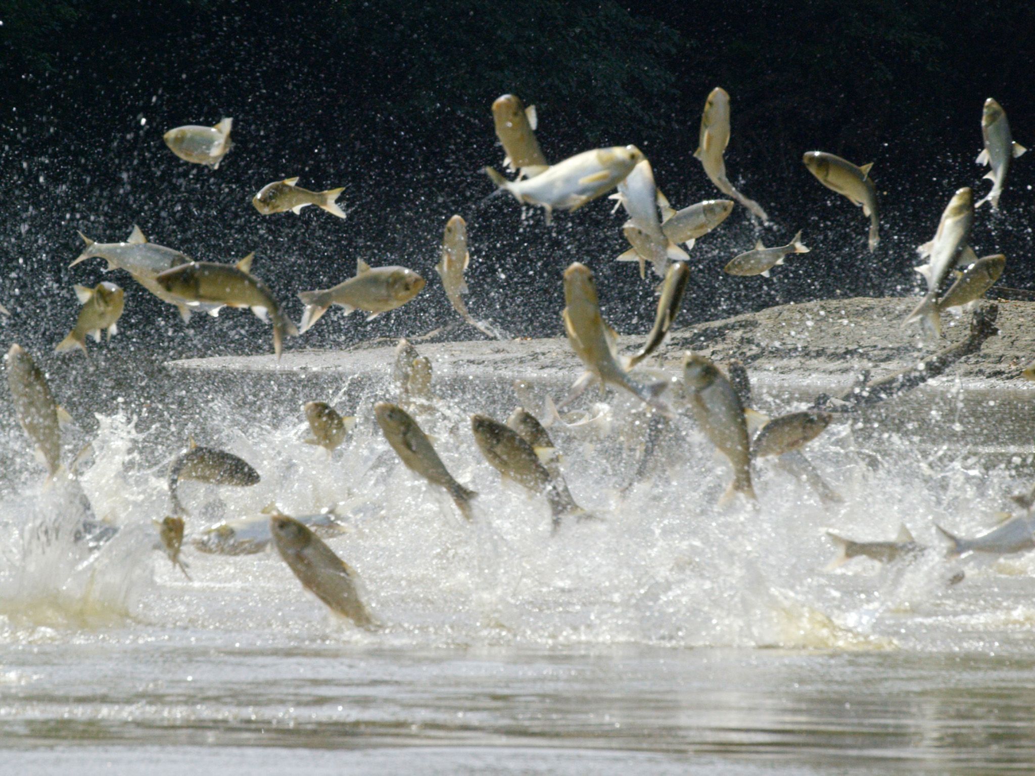 Havana, IL:  Asian Carp leaping from the Spoon River.  This image is from America's Wild Frontier. [Photo of the day - March 2018]