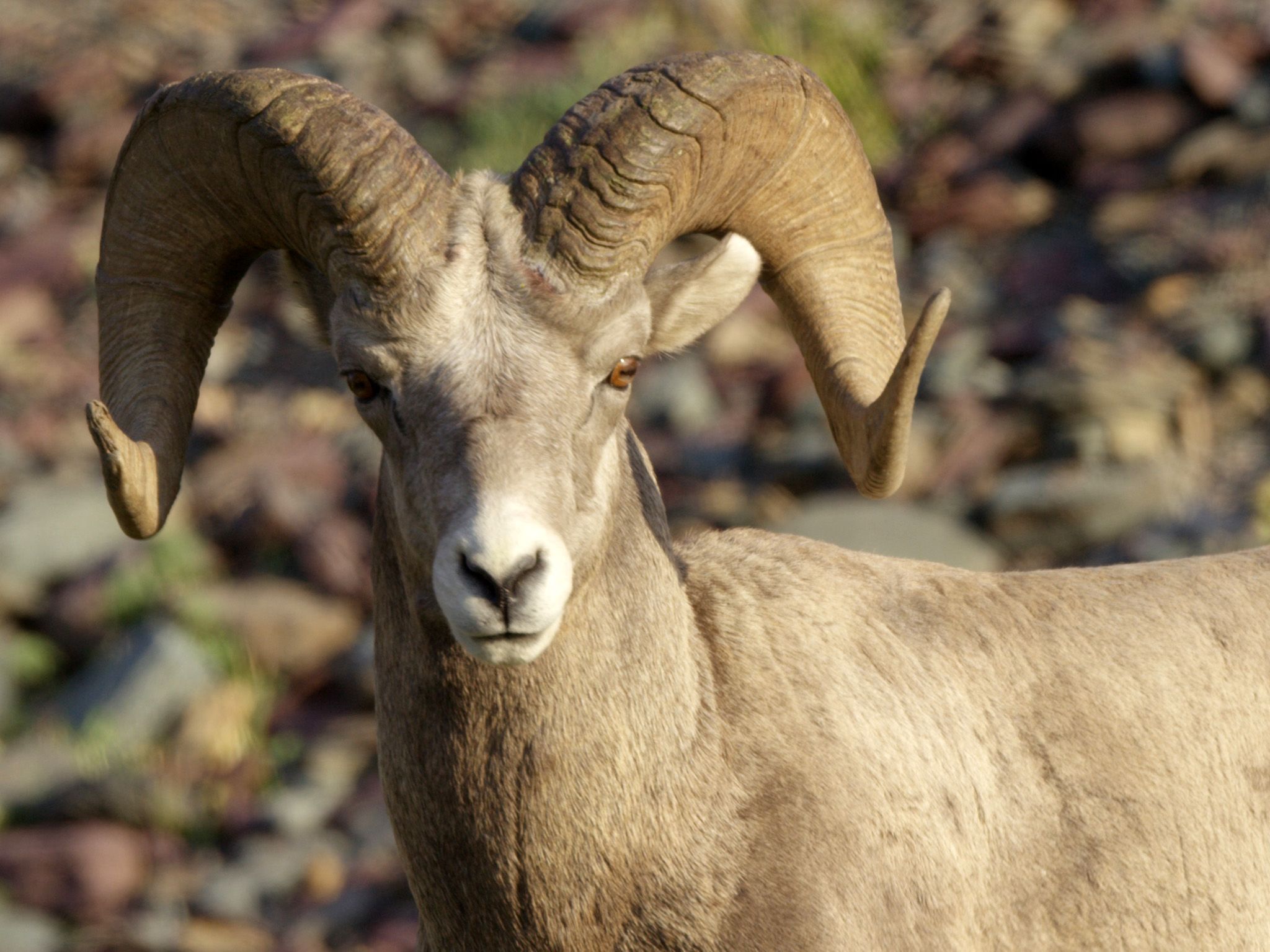 Glacier National Park, MT:  Bighorn Sheep roam the park.  This image is from America's Wild... [Photo of the day - April 2018]