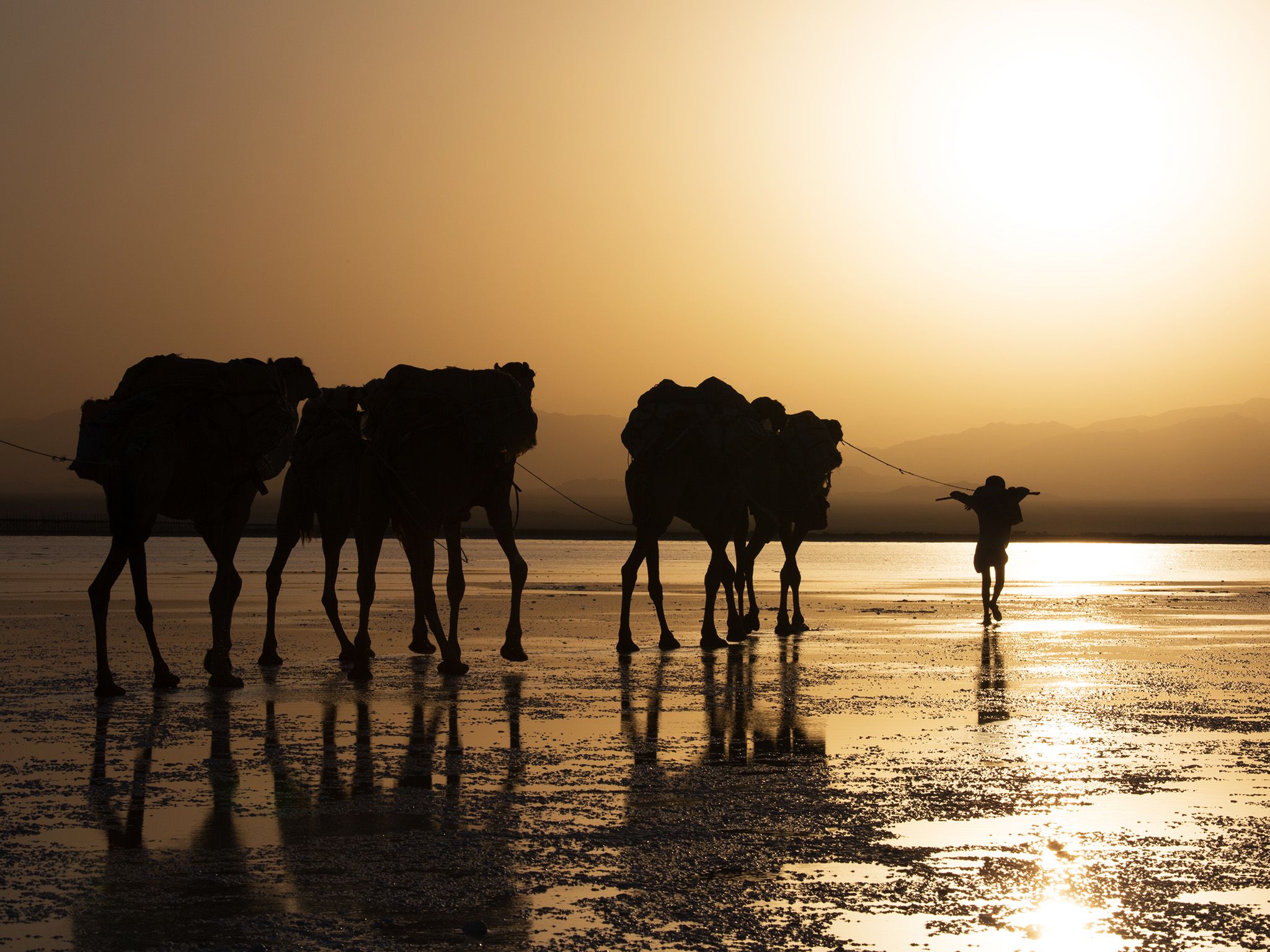 Danakil, Ethiopia:  The Salt Traders begin their walk across the Danakil Depression with their... [Photo of the day - April 2018]
