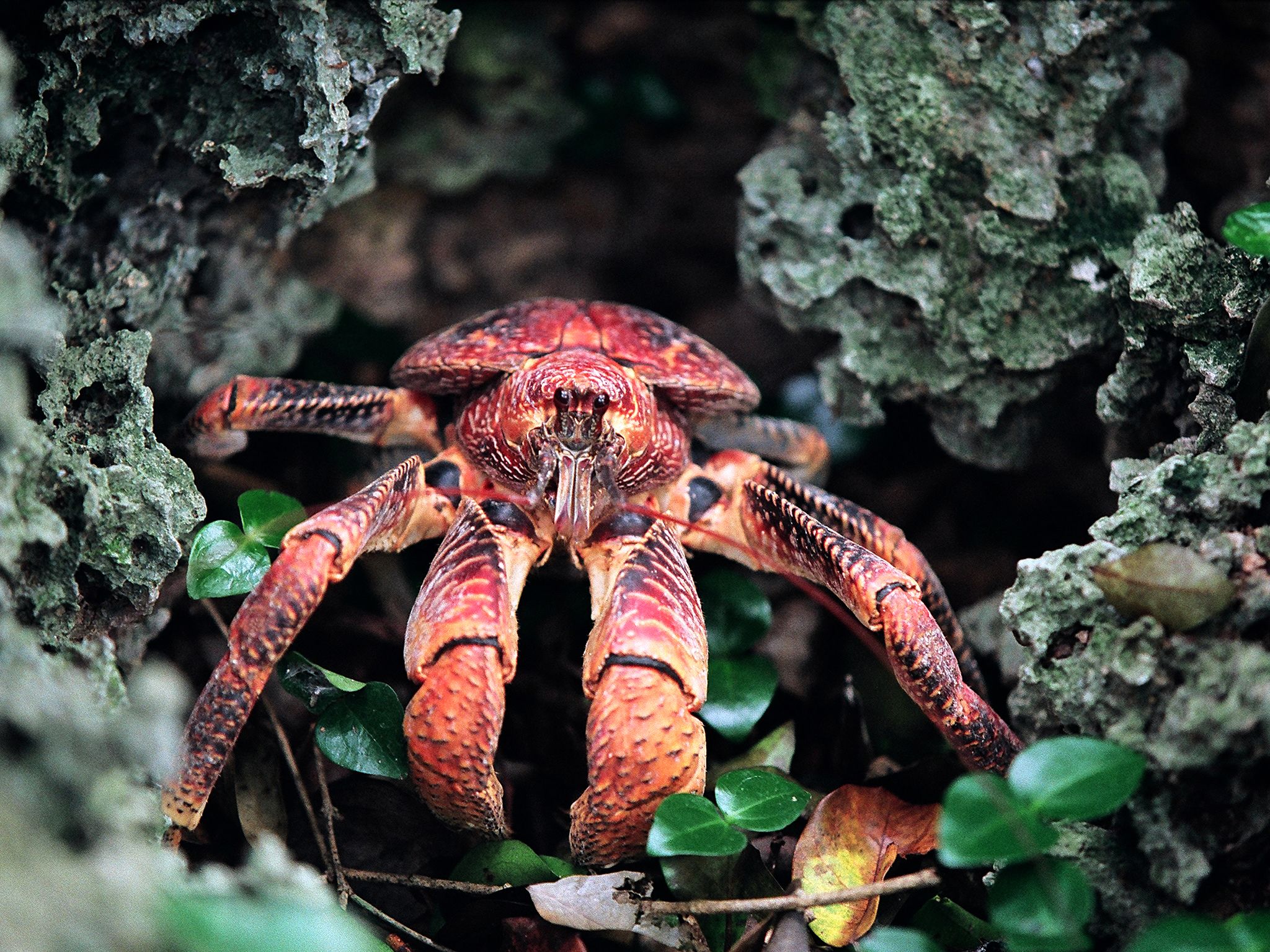 Chumbe Island, Zanzibar:  Coconut Crab. This image is from Jane Goodall: Saving Paradise. [Photo of the day - April 2018]