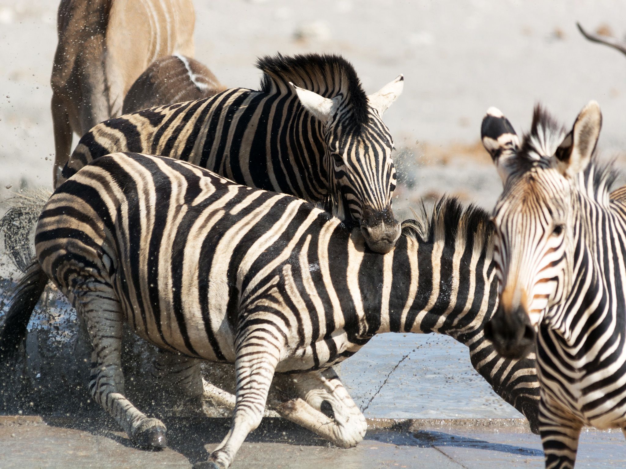 A zebras bites the neck of another zebra. This image is from Animal Fight Club. [Photo of the day - May 2018]