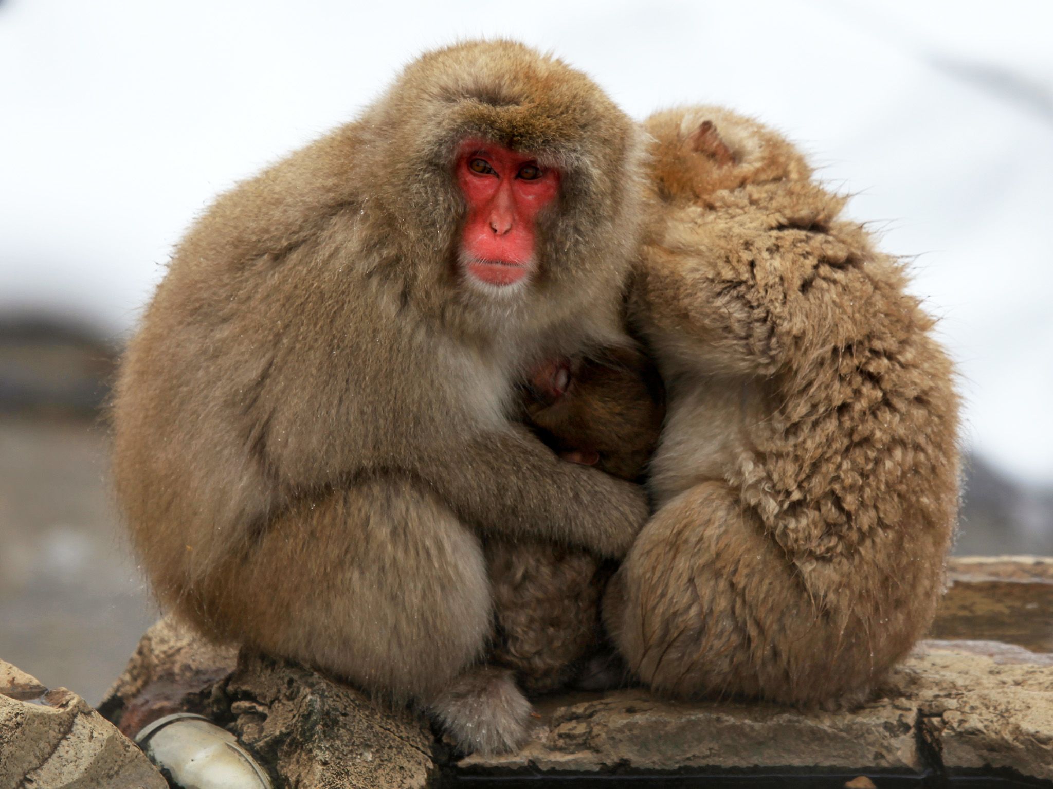 Nagano Prefecture, Japan:  Snow monkeys. This image is from Animal Fight Club. [Photo of the day - May 2018]