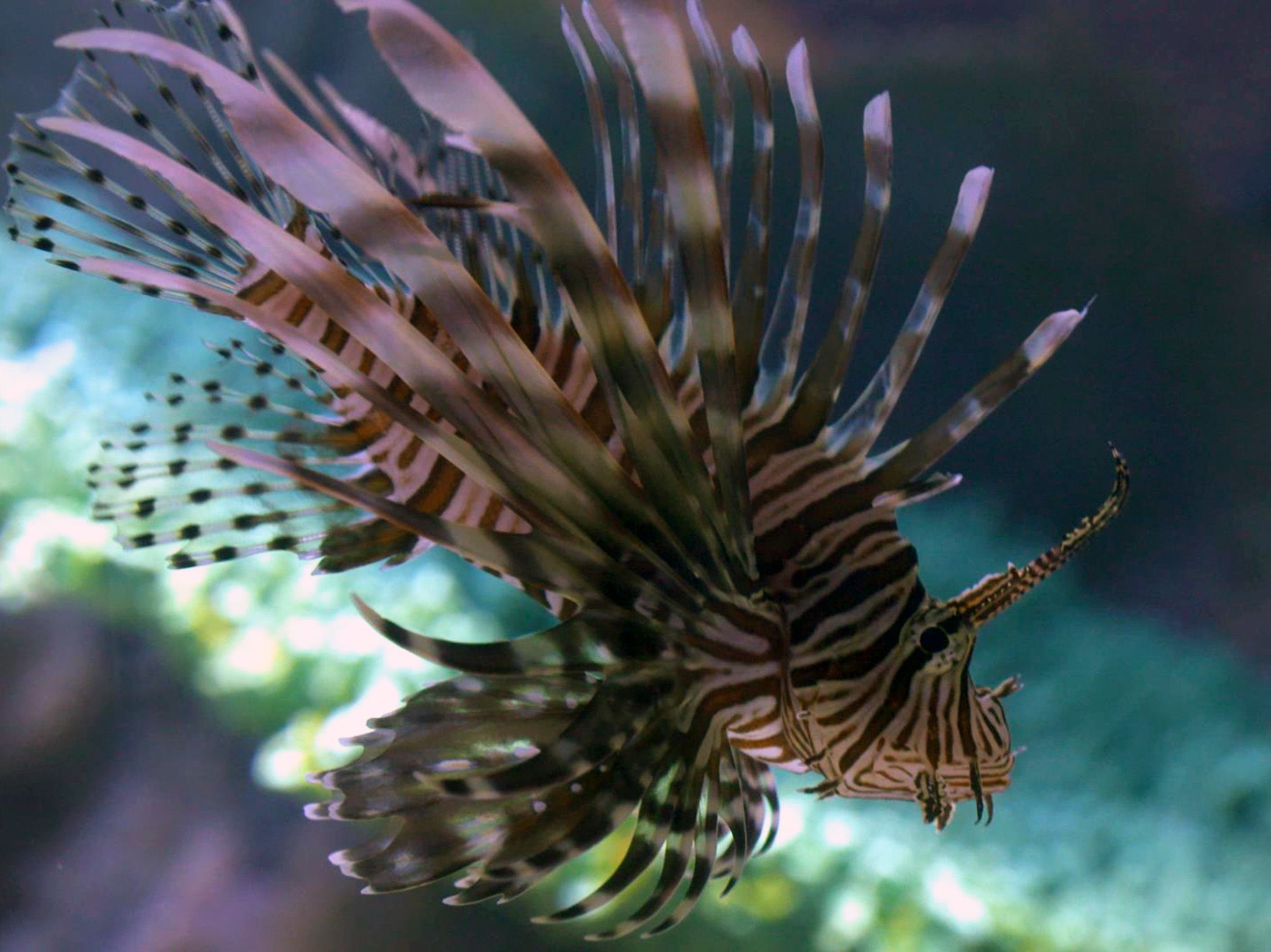 Cancun, Mexico:  A lionfish swims in its tank at the Interactive Aquarium Cancun.  This image is... [Photo of the day - May 2018]