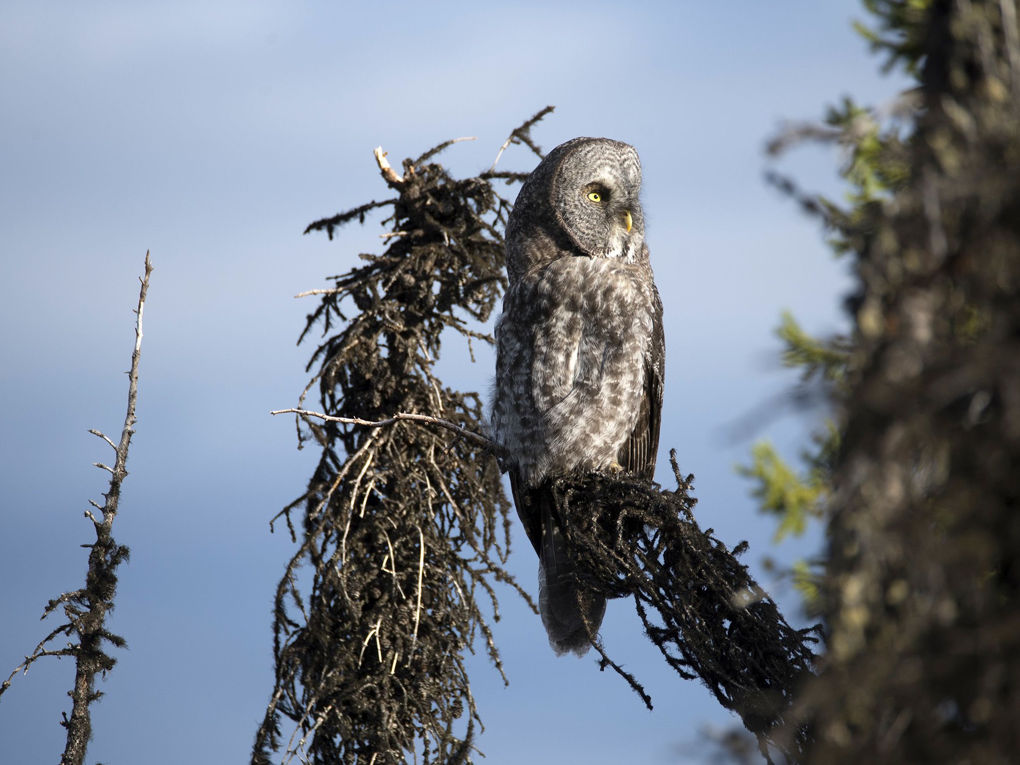 Fairbanks, AK:  A Great Gray Owl sits perched atop a tree.  This image is from Alaska's Grizzly... [Photo of the day - May 2018]
