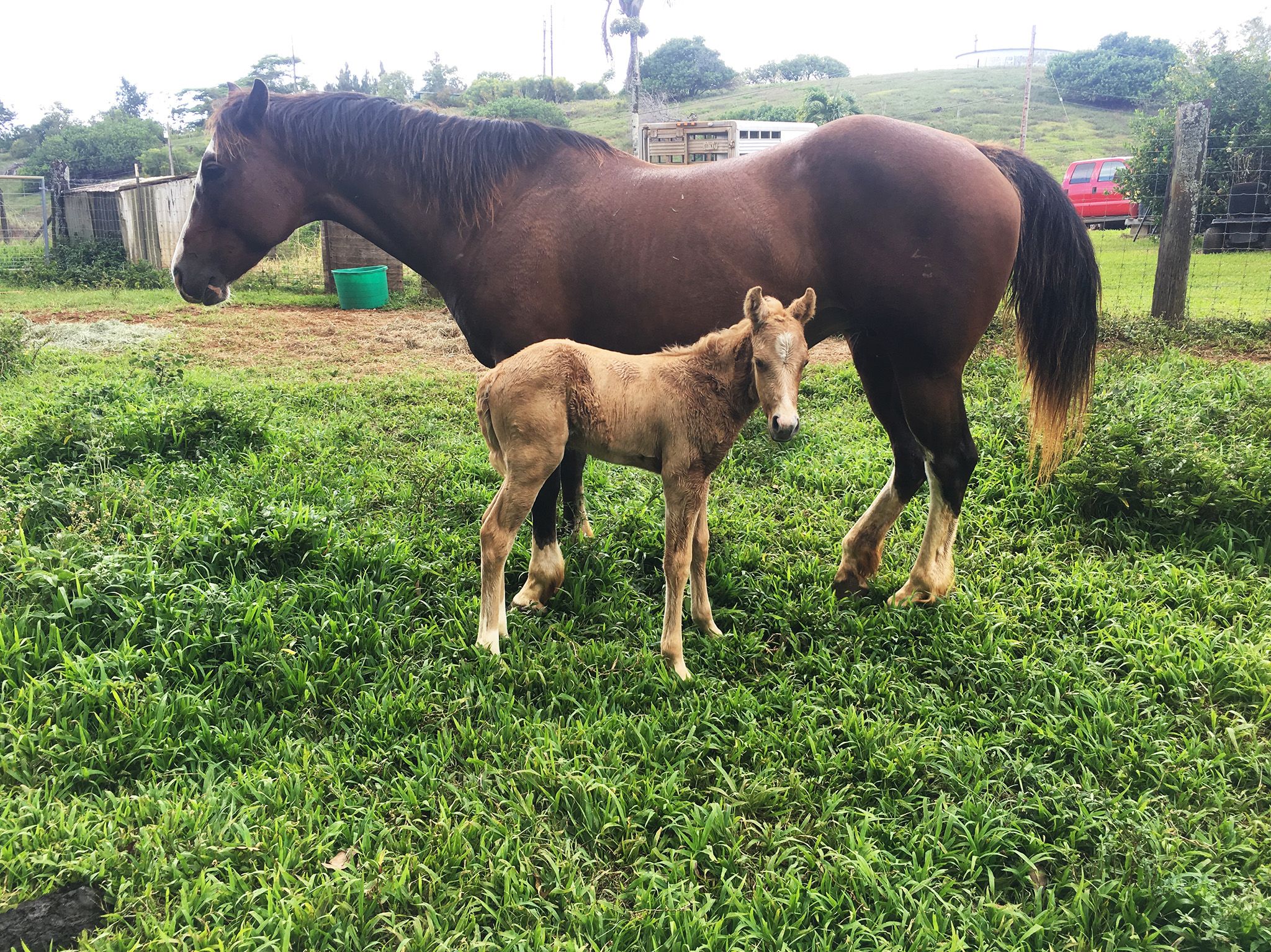كاواي، هاواي: الحصان الصغير رويال والأم سافاير. هذه... [Photo of the day - مايو 2018]