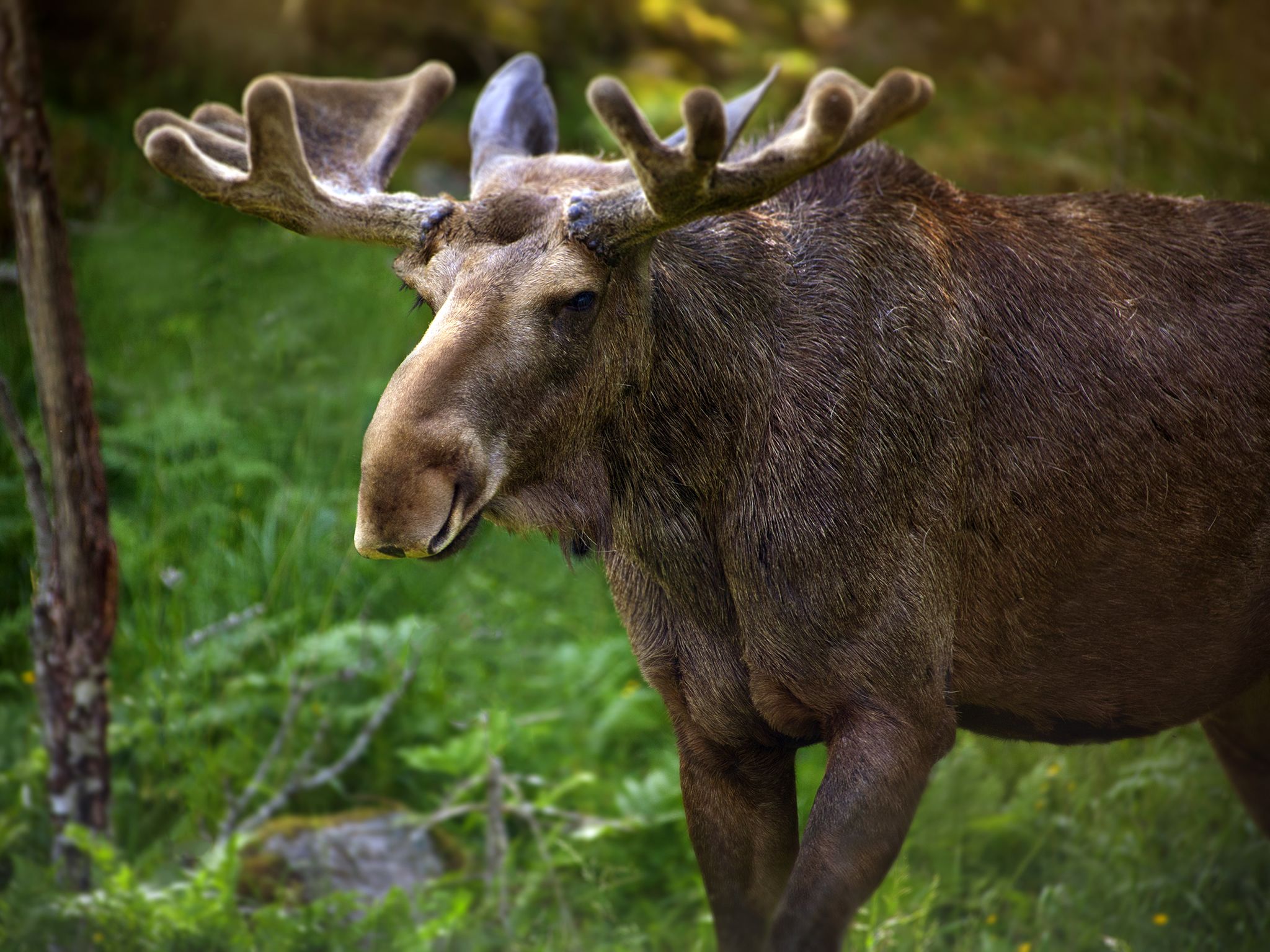 Moose in Sweden. This image is from Animal Fight Club. [Photo of the day - May 2018]