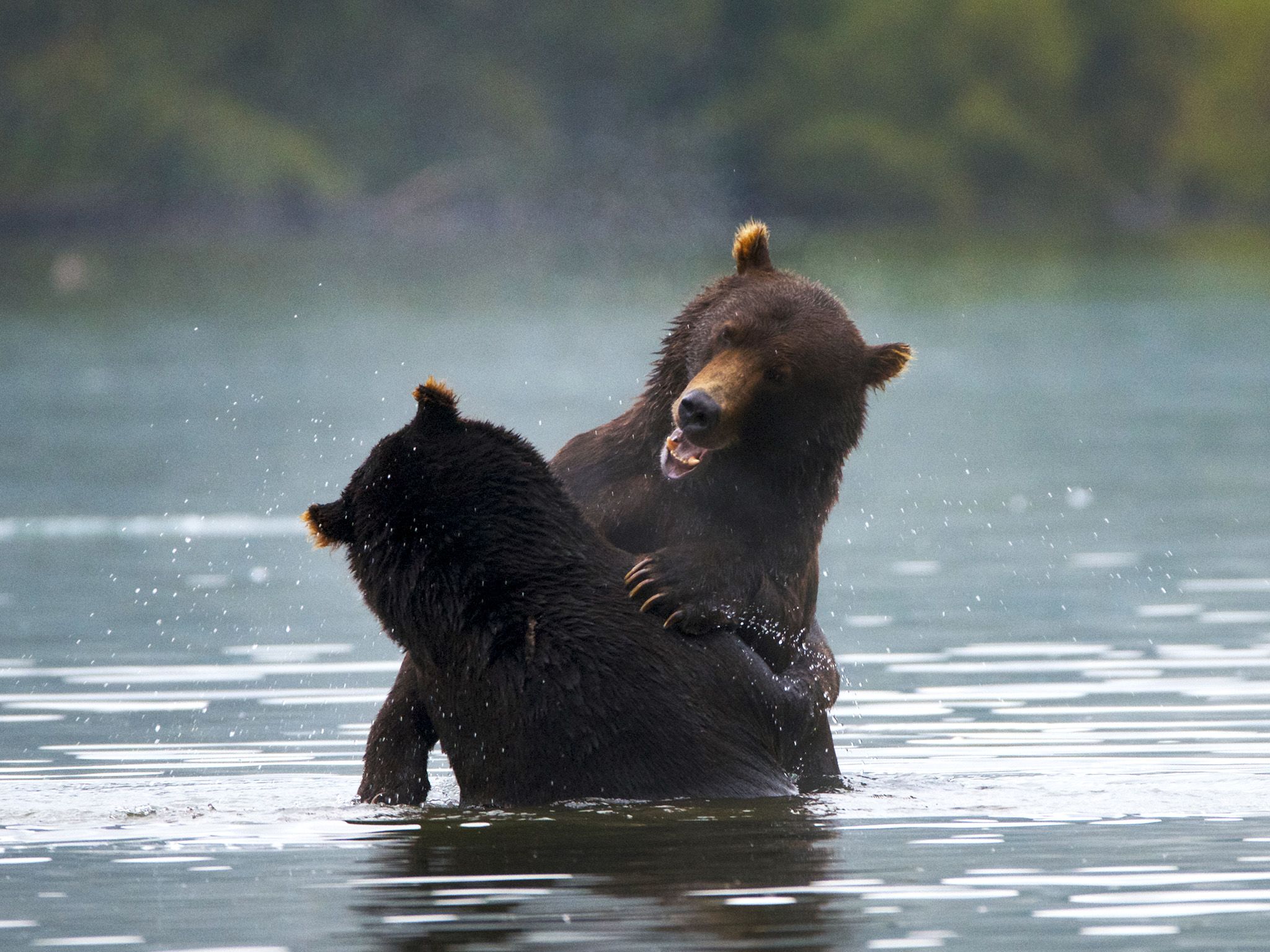 Kamchatka, Russia:  Bears spar in the lake.  This image is from Wild Russia. [Photo of the day - June 2018]