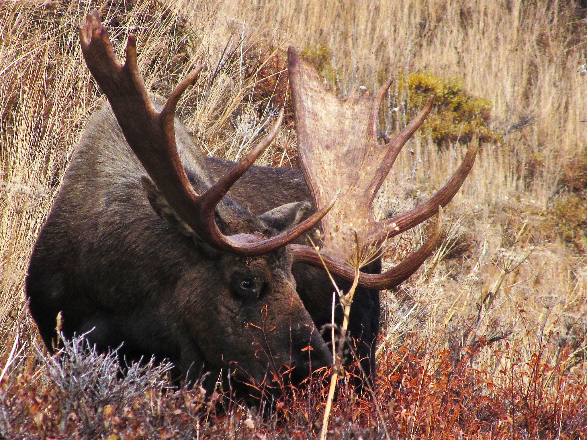 Arctic National Park:  The symbol of Alaska - Moose are quite often found in the Gates of the... [Photo of the day - July 2018]