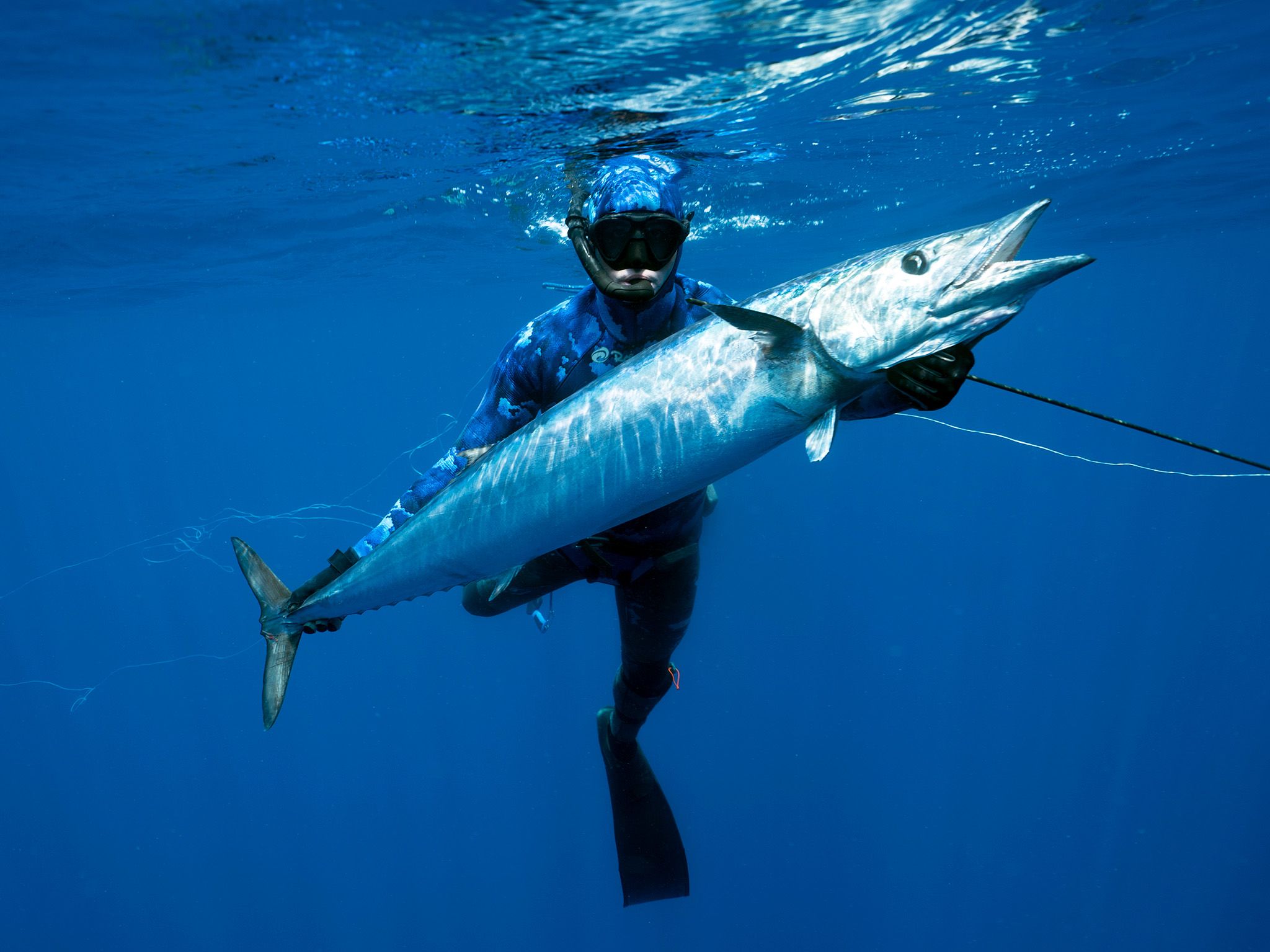 Ascension Island, St Helena:  A spear fishermen in the blue waters of the south Atlantic off of... [Photo of the day - July 2018]