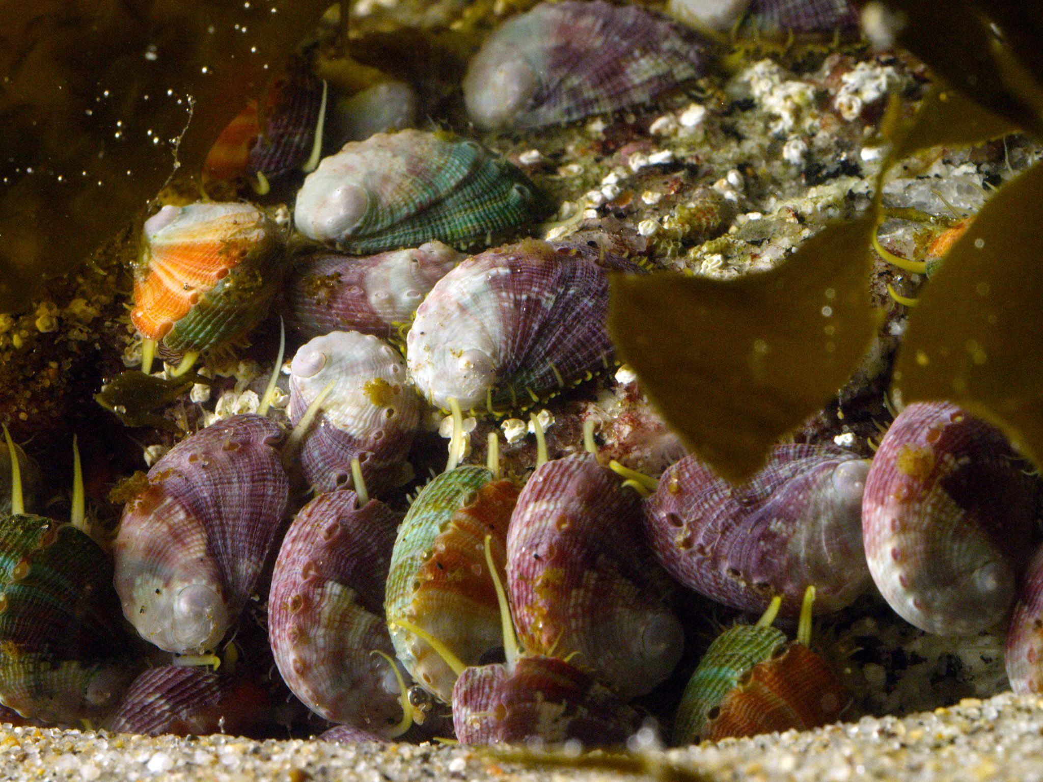 Elkhorn Slough, CA:  Abalone clustering together underwater. This image is from America the... [Photo of the day - July 2018]