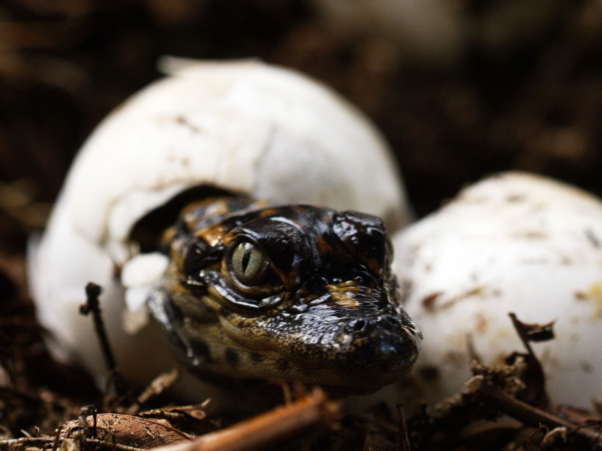 Sabine River Watershed, TX:  Gator hatching from egg. This image is from America The Beautiful:... [Photo of the day - September 2018]