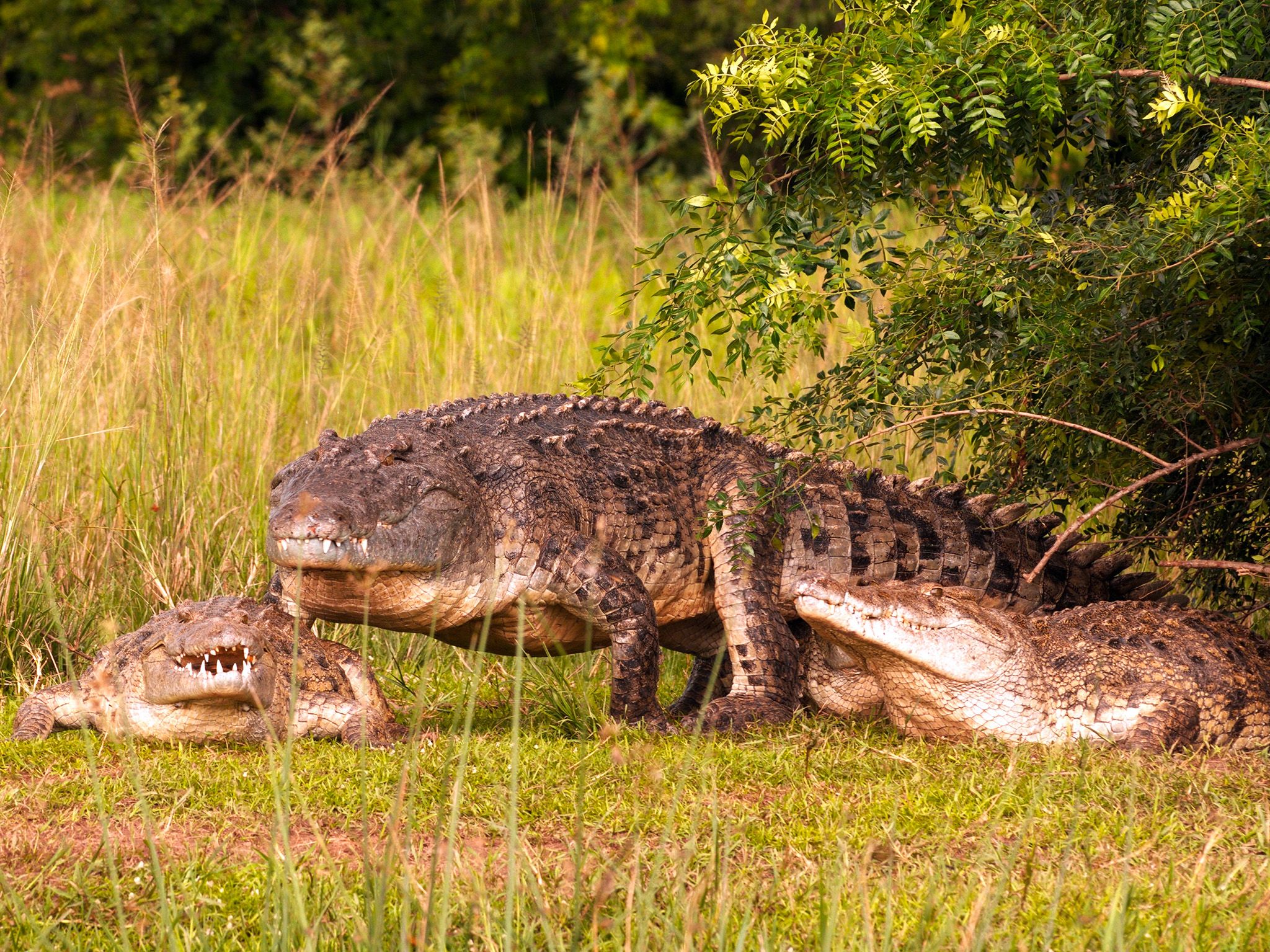 Uganda:  Crocodiles in Murchison Falls National Park. This image is from Wild Uganda. [Photo of the day - September 2018]