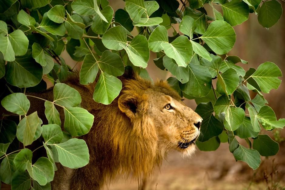 Gir National Park, Gujarat, India: An adult male Asiatic Lion stands under green foliage.
 This... [Photo of the day - April 2012]