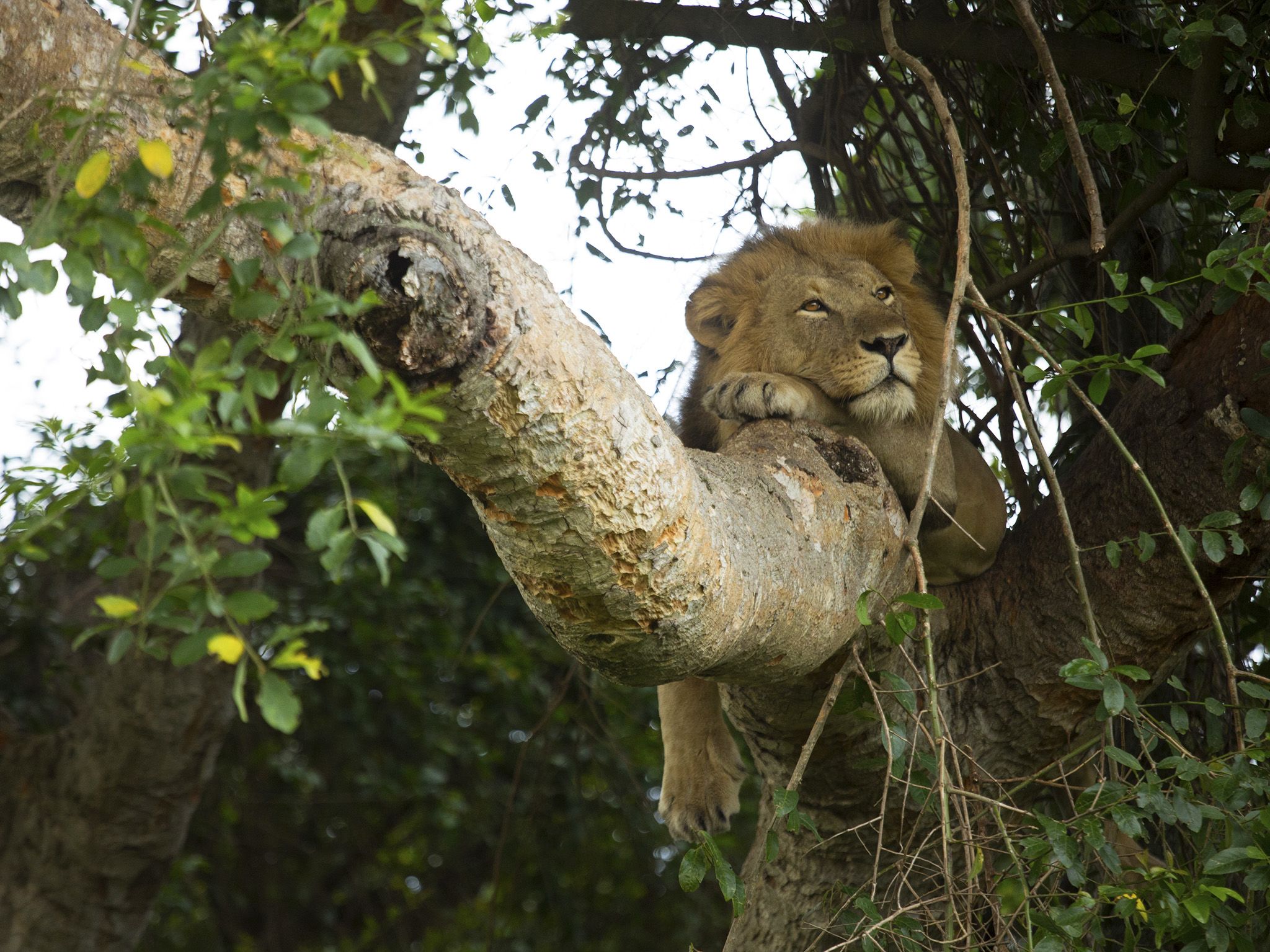 Queen Elizabeth National Park, Uganda. This image is from Tree Climbing Lions. [Photo of the day - November 2018]