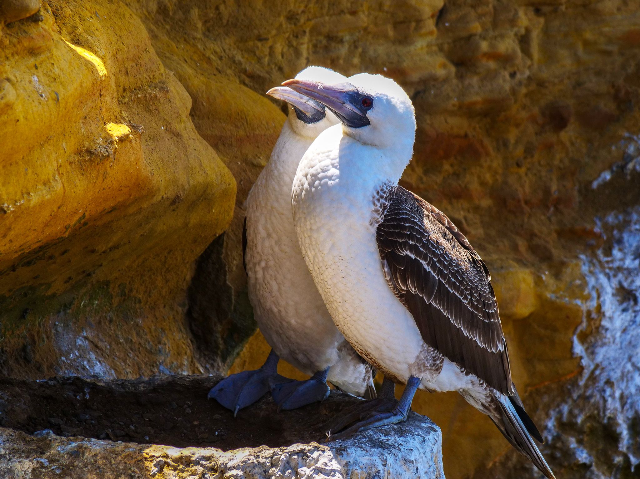 Punta San Juan, Peru:  Two blue footed booby's on cliff. This image is from Wild Peru: Andes... [Photo of the day - December 2018]