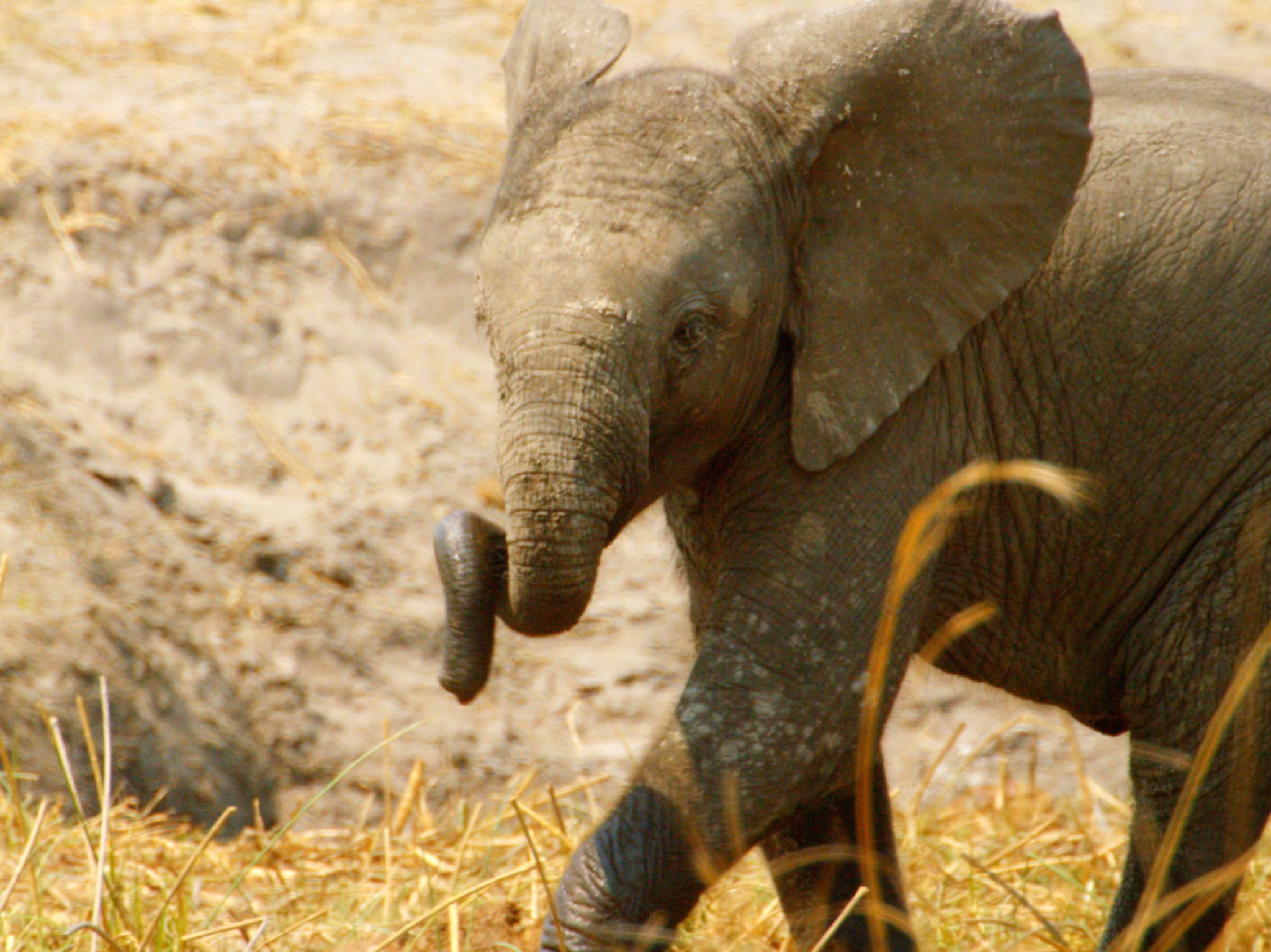 بوتسوانا:  صغير الفيل يقوم بثني خرطومه.  هذه الصورة من... [Photo of the day - ديسمبر 2018]