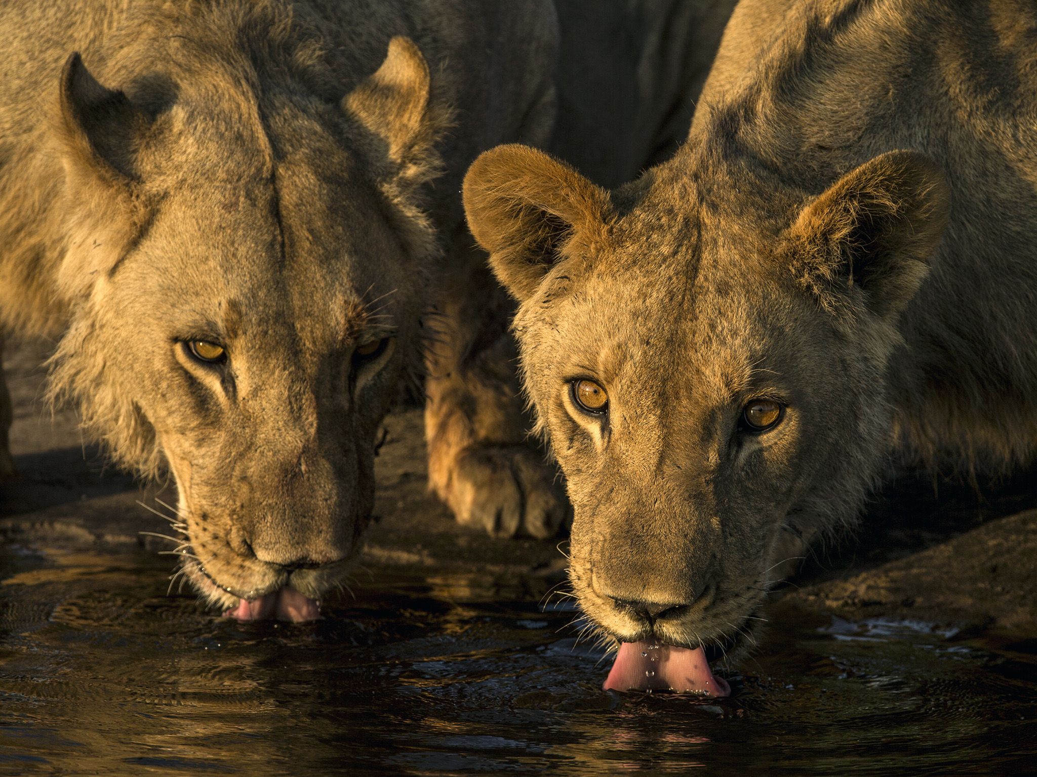 Selinda Reserve, Botswana:  Young male lions (Panthera leo) drinking from a spillway.  This... [Photo of the day - January 2019]