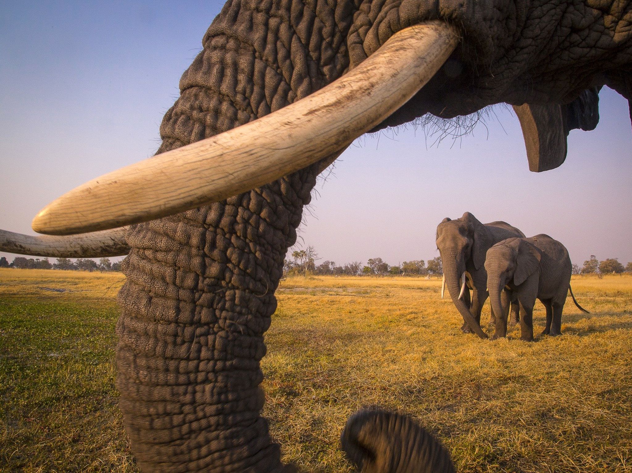 Botswana:  Elephants by the Okavango River.  This image is from Into the Okavango. [Photo of the day - January 2019]