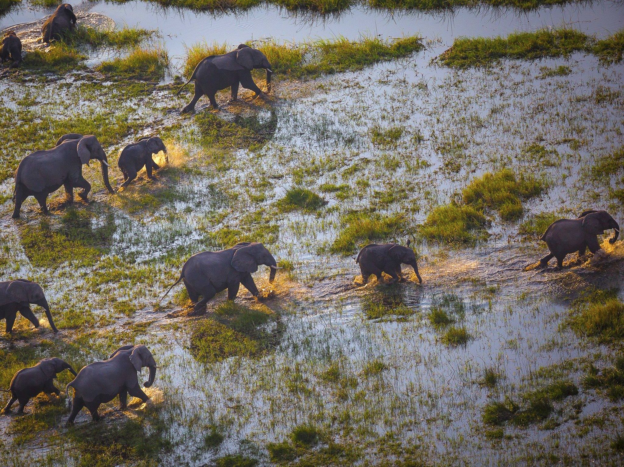 Botswana:  A group of elephants in the Okavango Delta wades through water that floods the delta... [Photo of the day - January 2019]