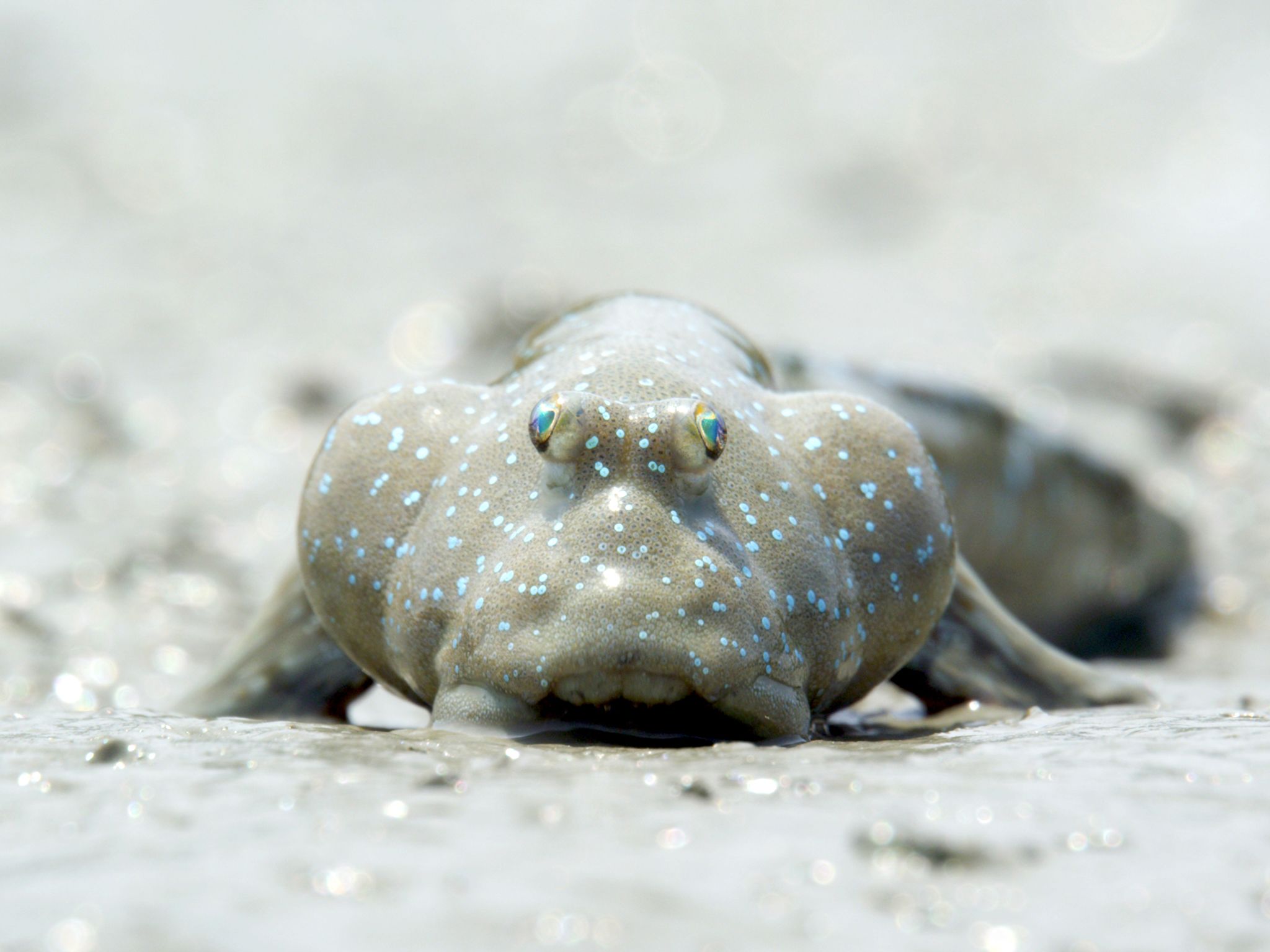 Korea:  Bluespotted mudskipper at the Suncheon Bay.  This image is from Wild Korea. [Photo of the day - January 2019]