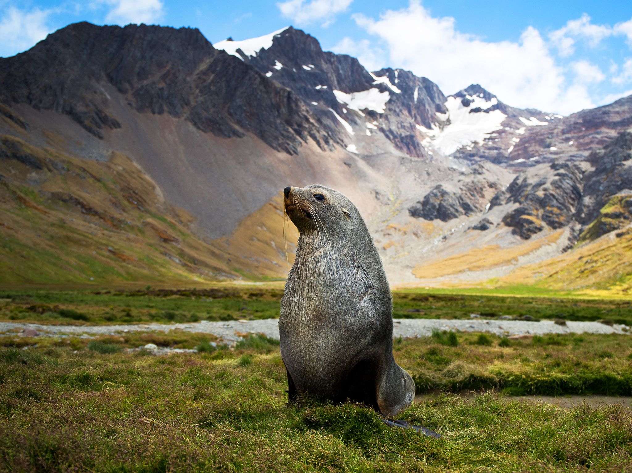 Poa Cove, South Georgia Island:  An Antarctic Fur Seal.  This image is from Wild Life:... [Photo of the day - February 2019]