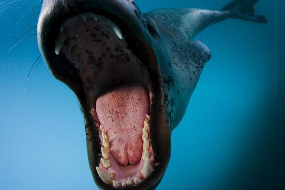 A leopard seal bares teeth in a display of threat to protect her kill in the Antarctic... [Photo of the day - September 2011]