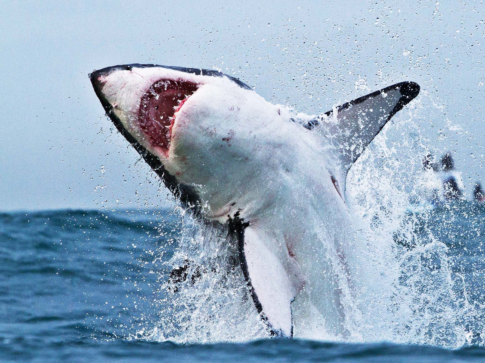 Reaching speeds of over 20 miles an hour white shark launch 10 feet into the air. It's the... [Photo of the day - July 2019]