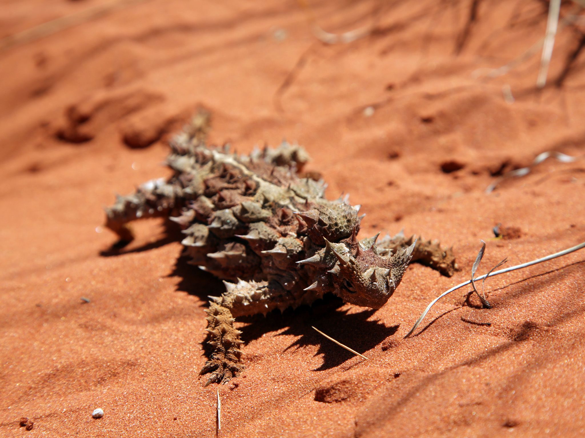 A Thorny Devil rests in the red sand desert outside of Alice Springs in Northern Territory,... [Photo of the day - August 2019]