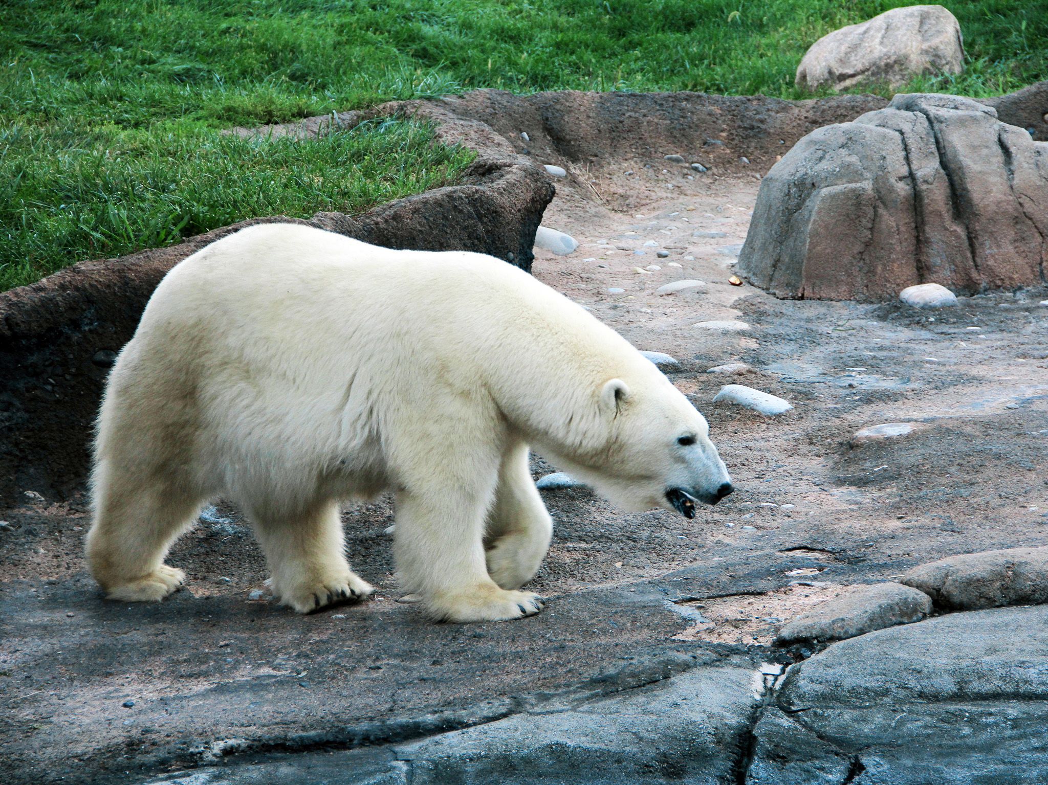 Aurora the polar bear roaming in her habitat. This image is from Secrets of the Zoo. [Photo of the day - August 2019]