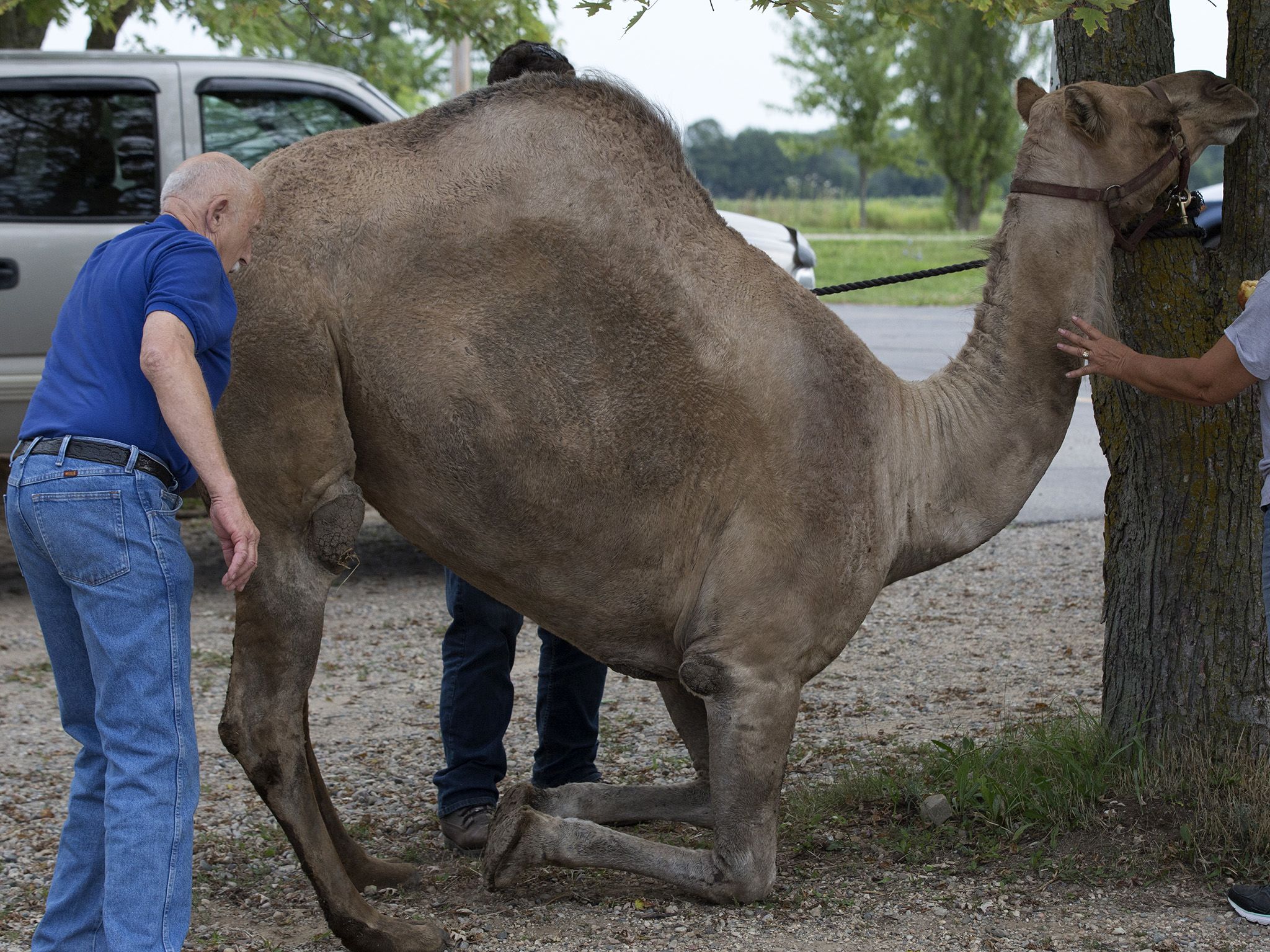 Dr. Pol checks camel for pregnancy with the help of Peggy. This image is from The Incredible Dr Pol. [Photo of the day - September 2019]