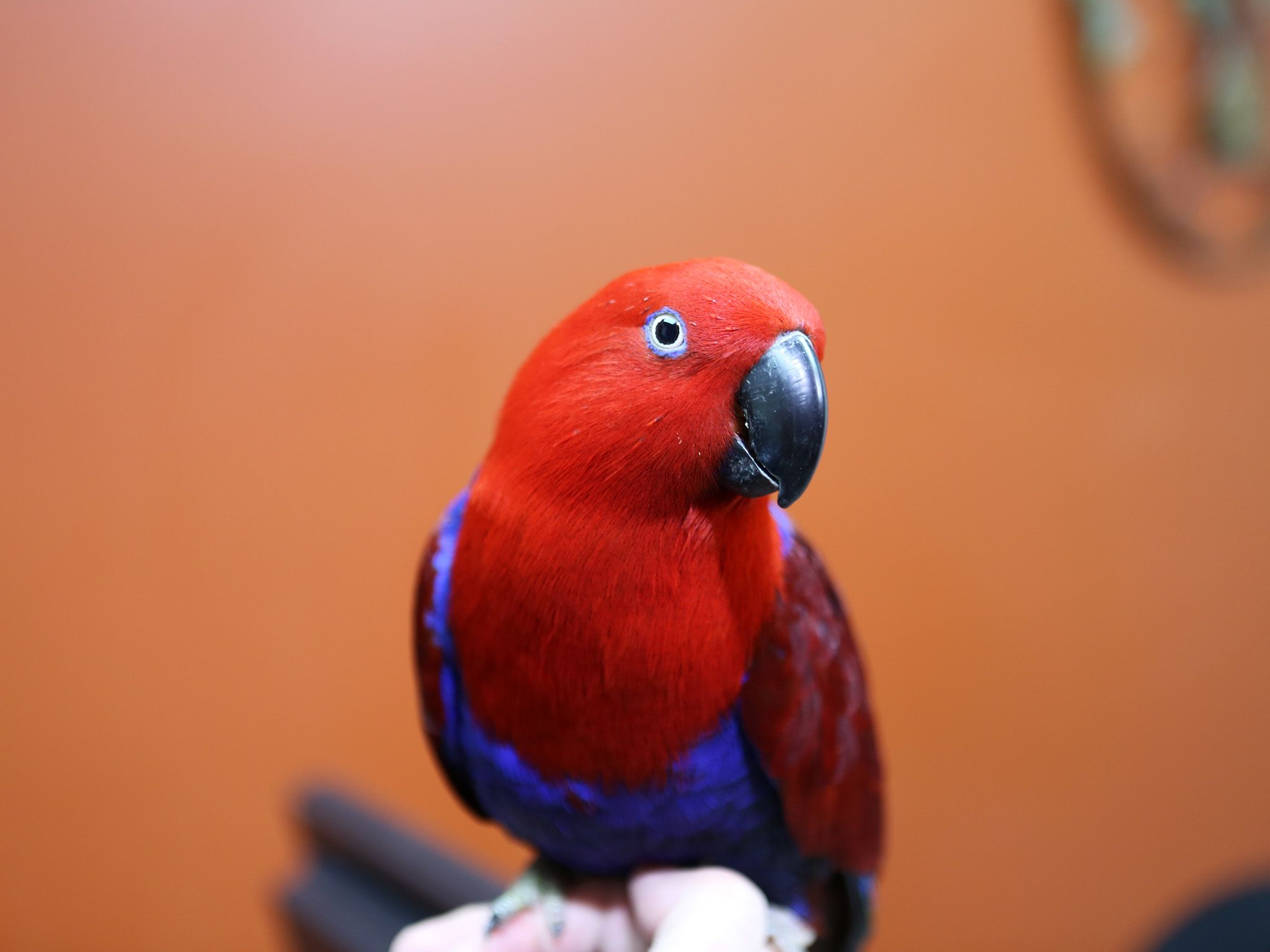 Millie the Eclectus is in to see Dr. Susan Kelleher for her exploratory surgery. This image is... [Photo of the day - September 2019]