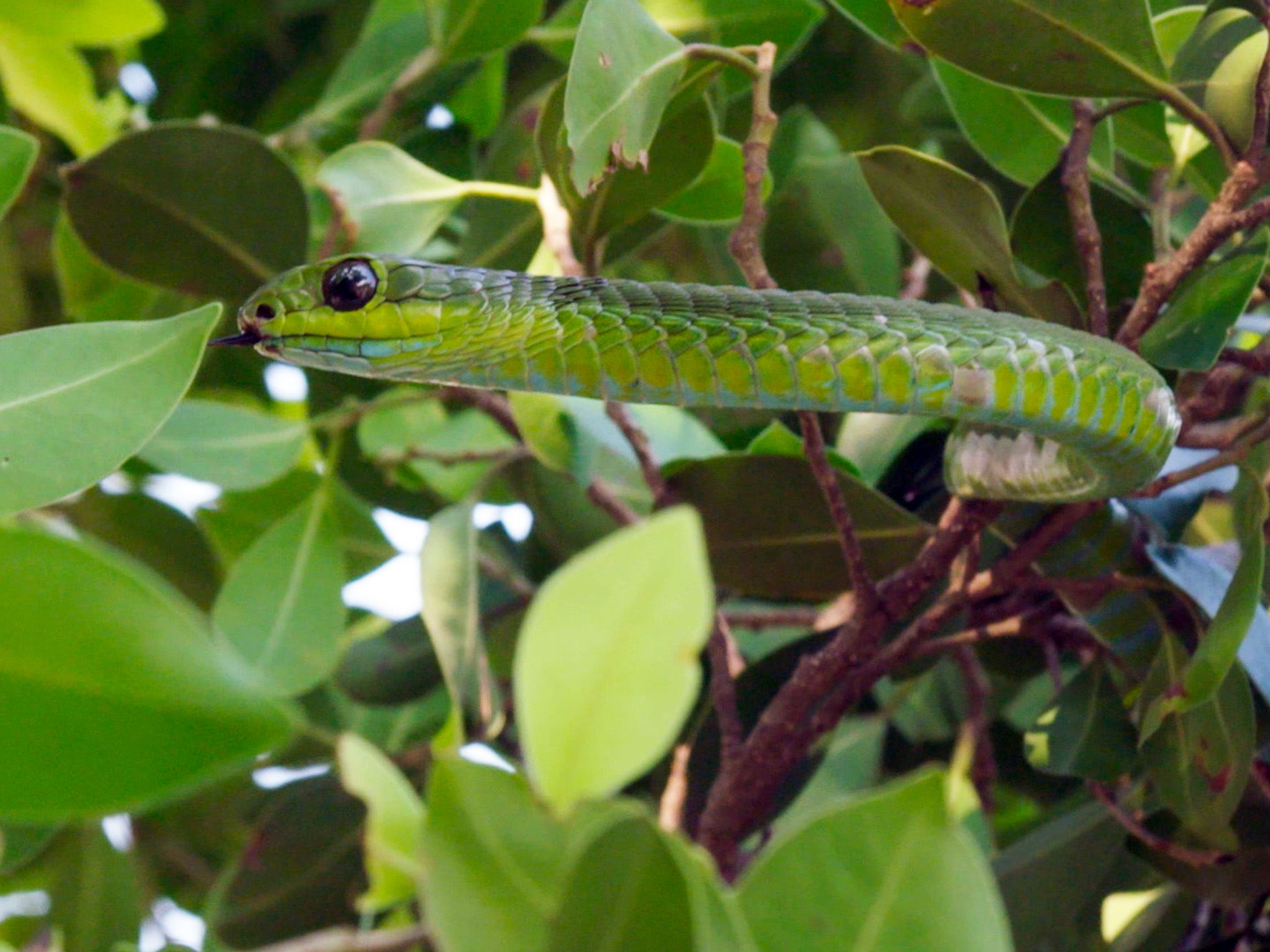 Close shot of a boomslang (Dispholidus typus) moving through the branches of a suburban tree in... [Photo of the day - October 2019]