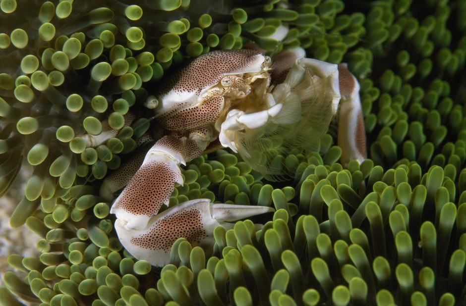 A porcelain crab in sea anemones in the Raja Ampat Islands. Indonesia. [Photo of the day - September 2011]