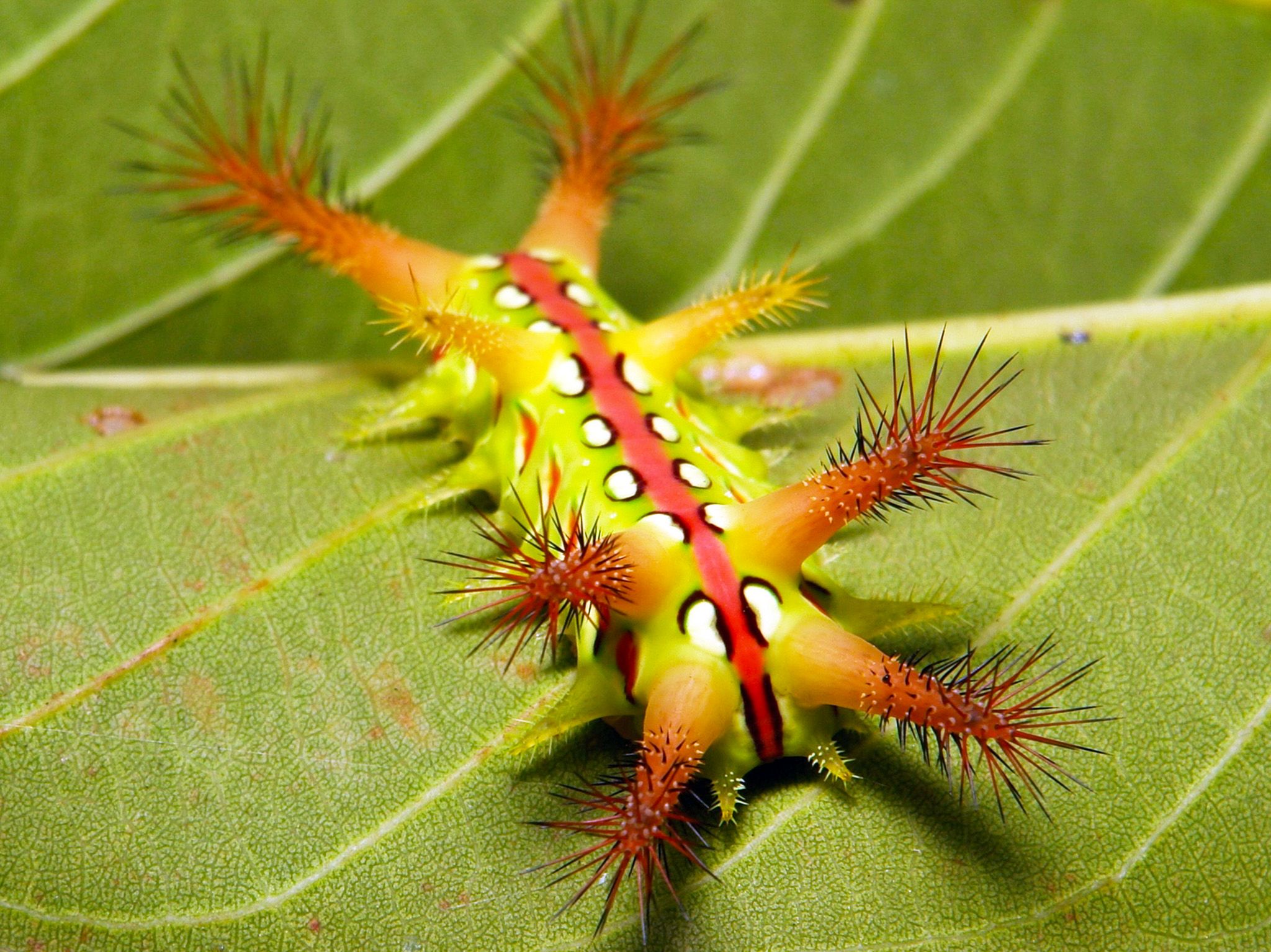 Stinging Nettle Slug Caterpillar (Cup Moth, Limacodidae) "The Jester". This image is from The... [Photo of the day - October 2019]