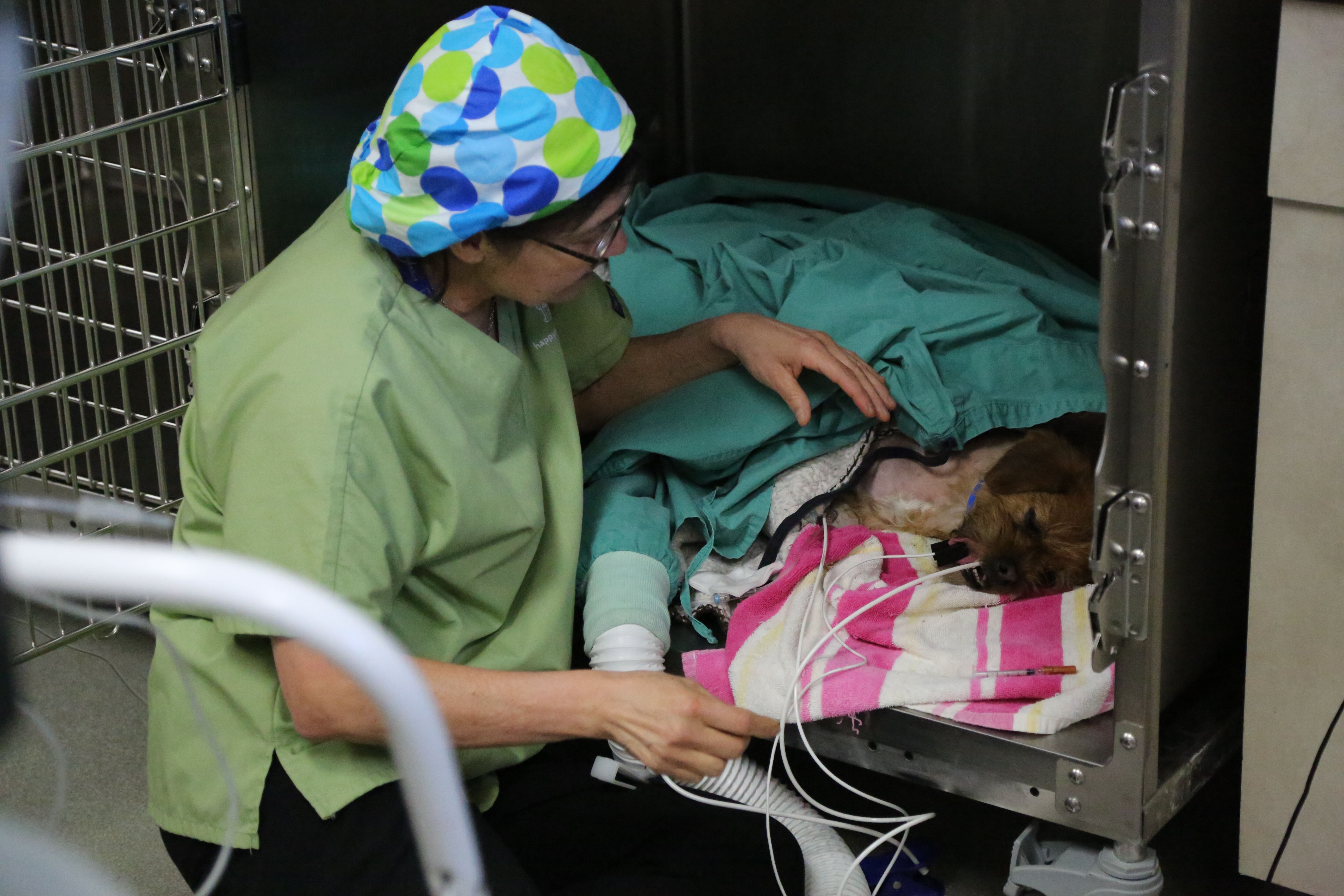 Pueblo, CO:  Dr. Patti looks after Angus, a dog that needed a front limb amputation. This image... [Photo of the day - November 2019]