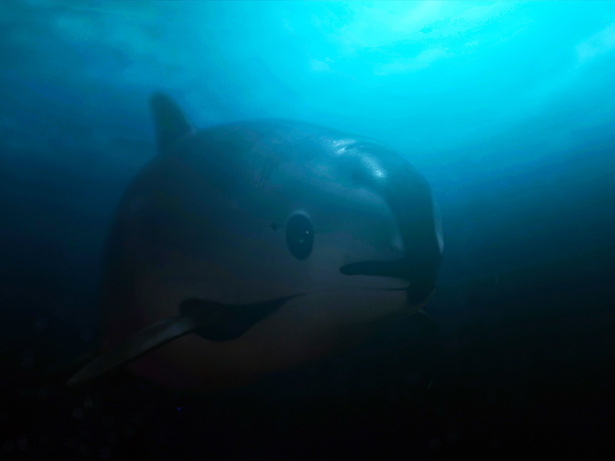 Vaquita underwater swimming. This image is from Sea of Shadows. [Photo of the day - November 2019]