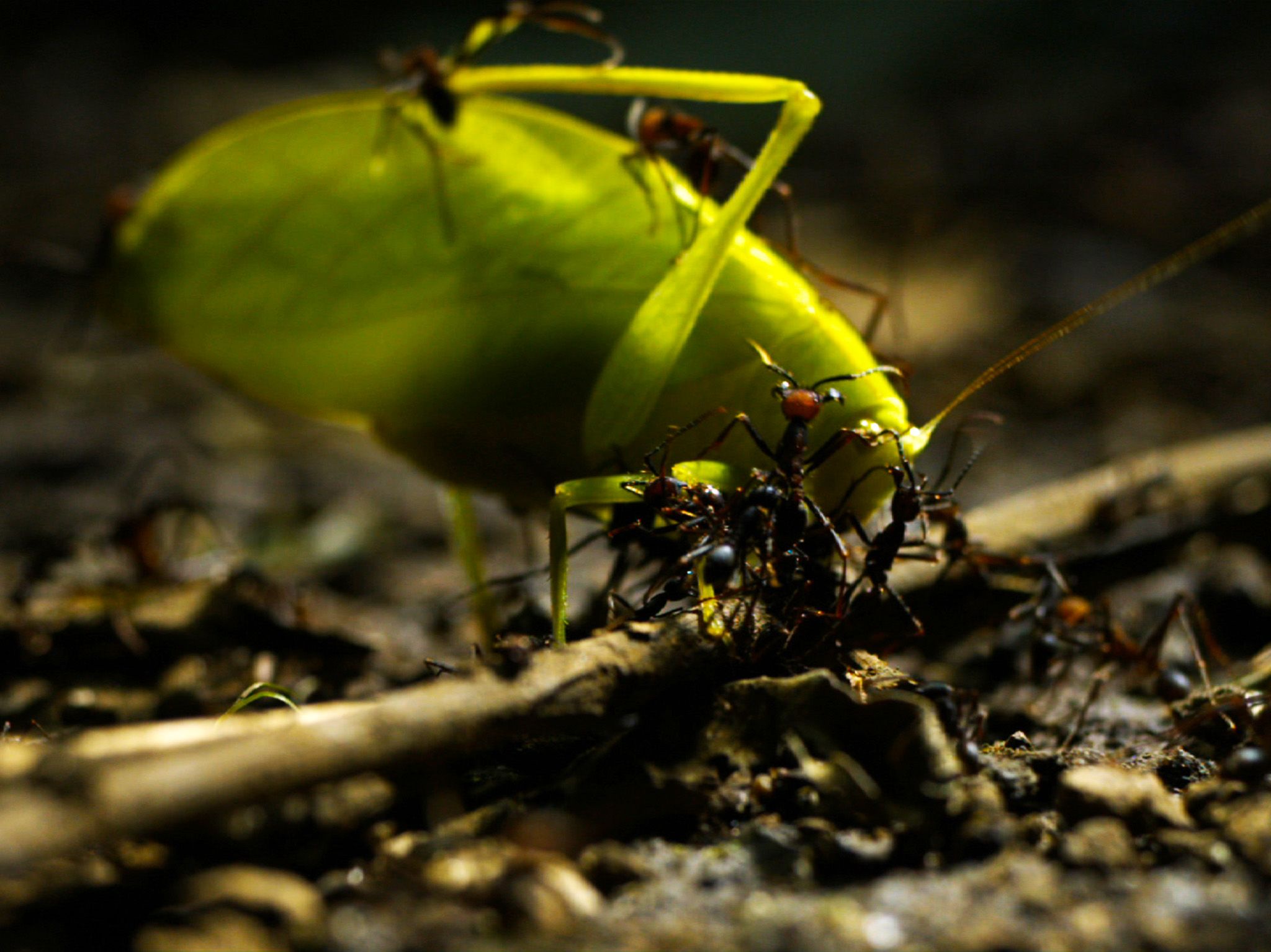 كوستاريكا: مستعمرات النمل المُجند Eciton burchelli، تتراوح... [Photo of the day - ديسمبر 2019]