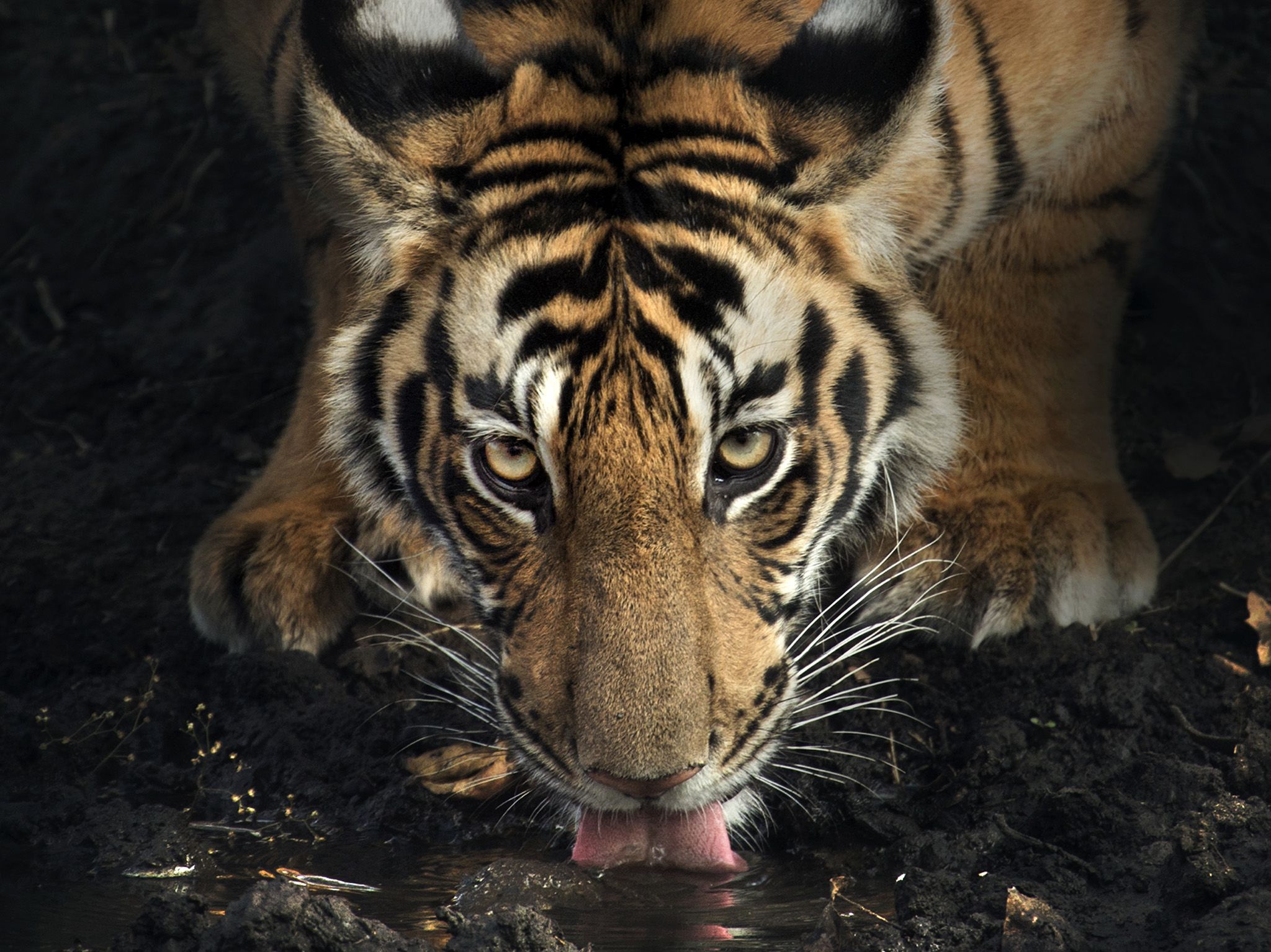 A female Bengal tiger drinks water.  This image is from The Real Black Panther. [Photo of the day - January 2020]