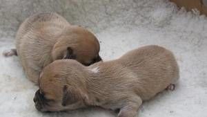 Dogs photo