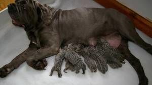 Dogs photo